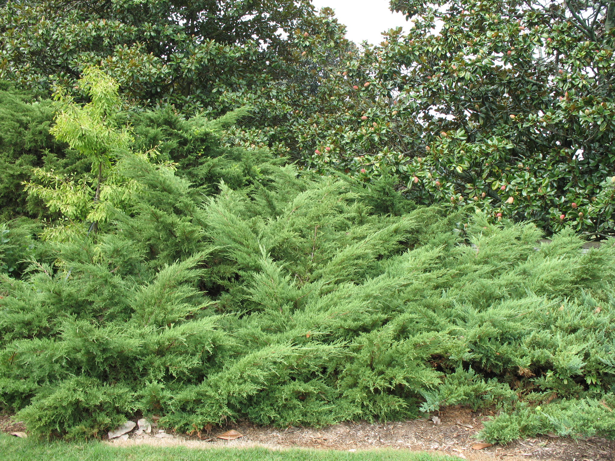 Juniperus chinensis 'Pfitzeriana'   / Juniperus chinensis 'Pfitzeriana'  