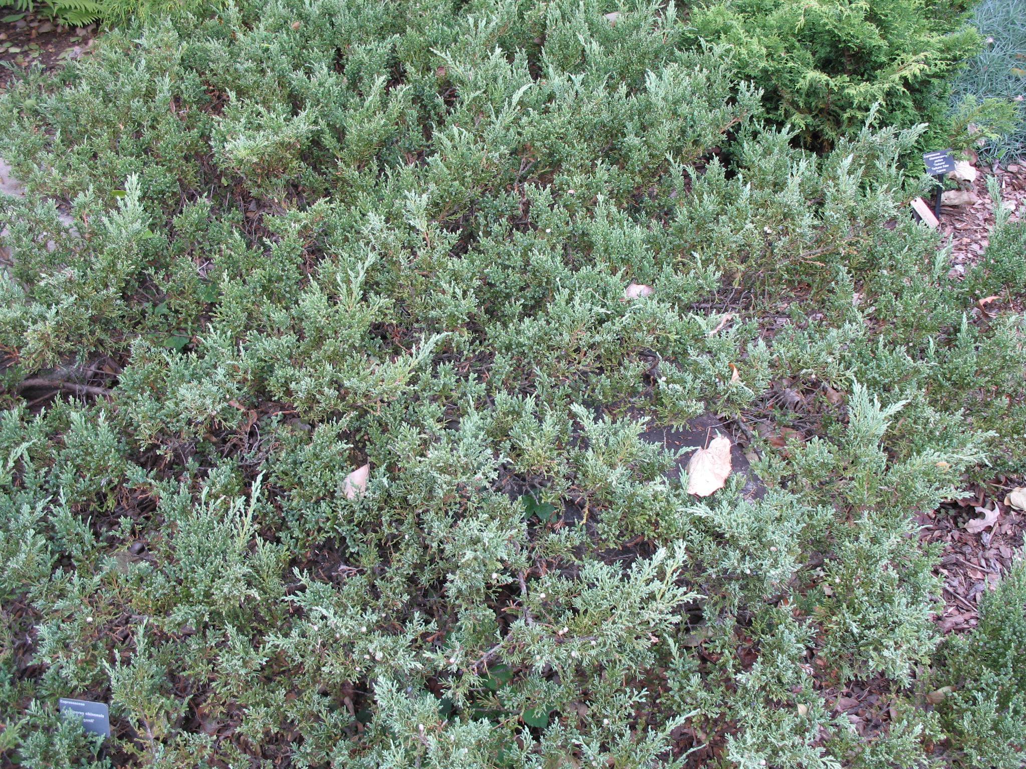Juniperus chinensis 'Sargentii'  / Juniperus chinensis 'Sargentii' 