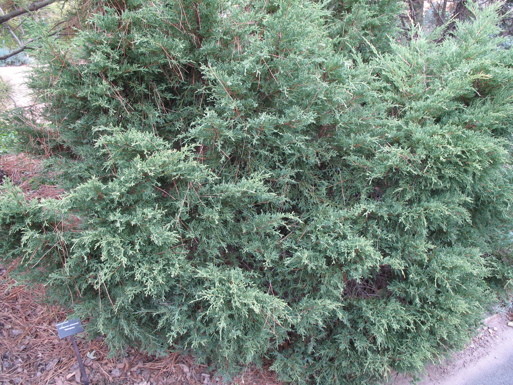 Juniperus chinensis 'Shimpaku'   / Shimpaku Chinese Juniper