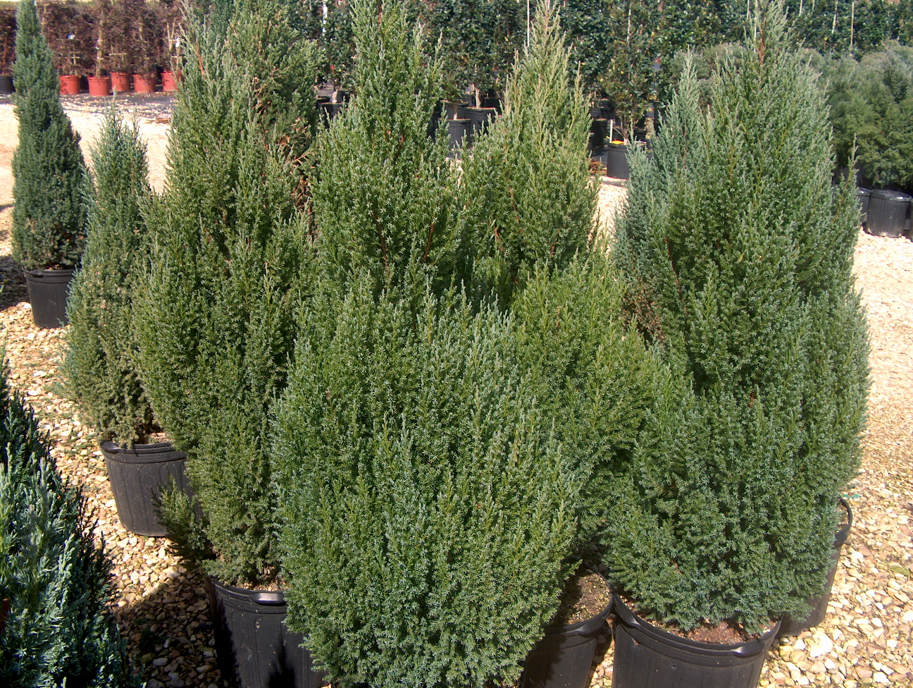 Juniperus chinensis 'Spiney Greek'  / Spiney Greek Juniper