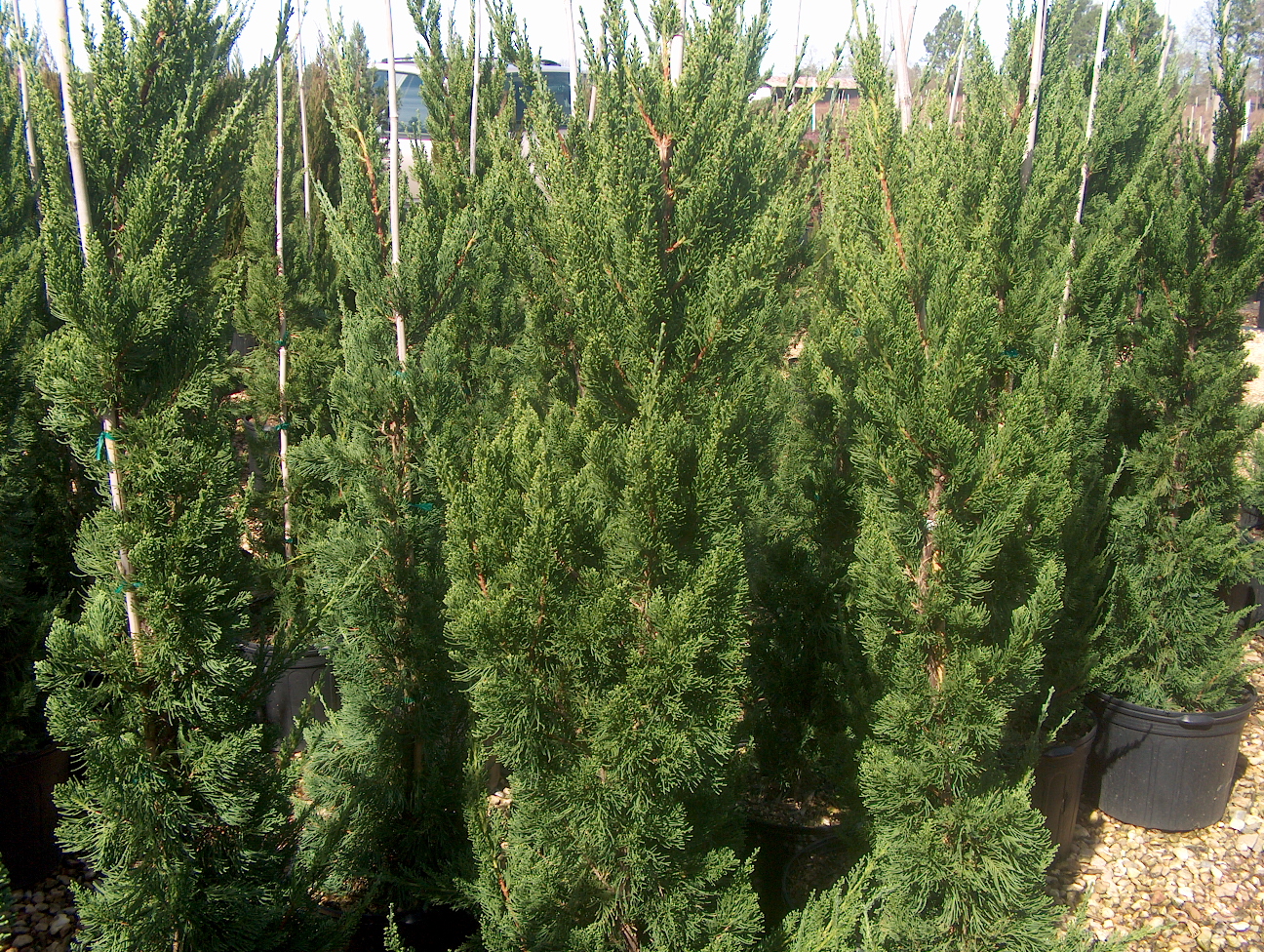 Juniperus chinensis 'Torulosa'   / Hollywood Juniper