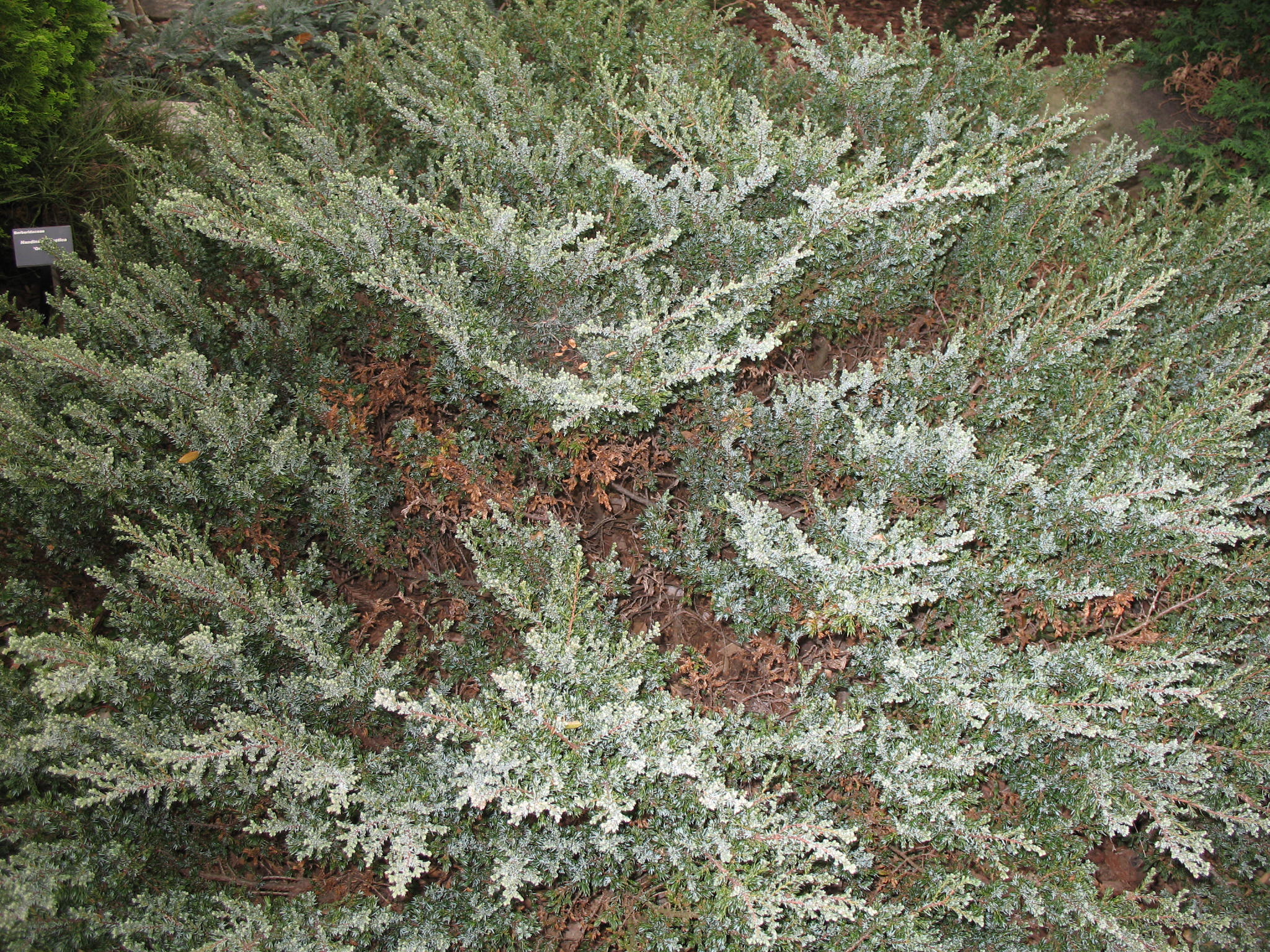 Juniperus communis 'Effusa'   / Juniperus communis 'Effusa'  