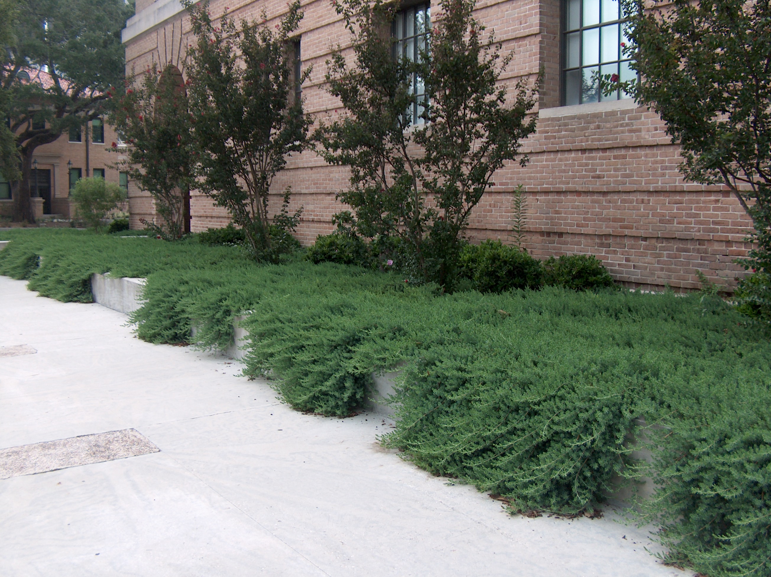 Juniperus conferta 'Blue Pacific'   / Blue Pacific Shore Juniper