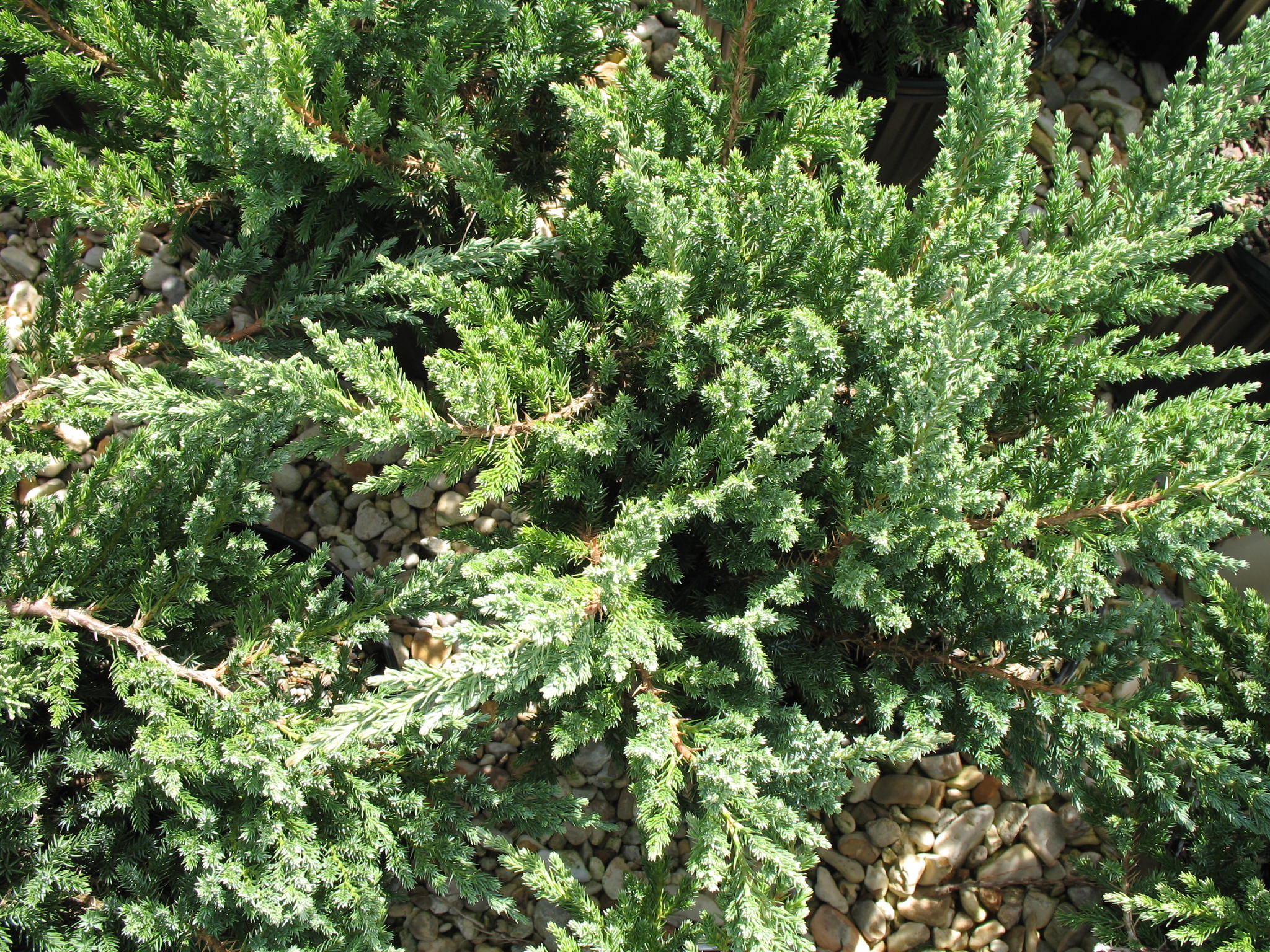 Juniperus davurica 'Parsoni'   / Parsons Juniper