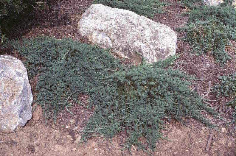 Juniperus horizontalis 'Bar Harbor'   / Juniperus horizontalis 'Bar Harbor'  