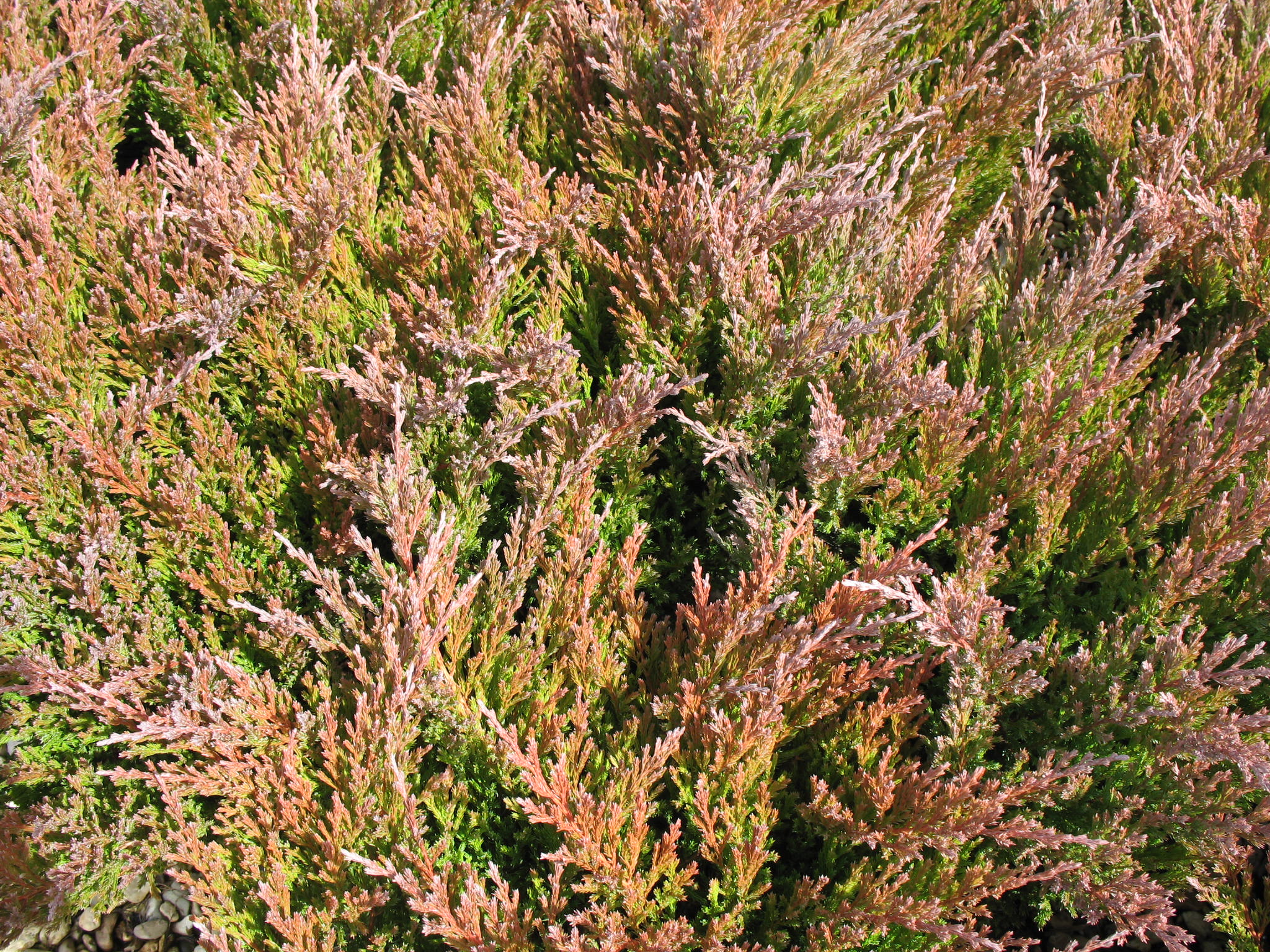 Juniperus horizontalis 'Plumosa Compacta'   / Juniperus horizontalis 'Plumosa Compacta'  