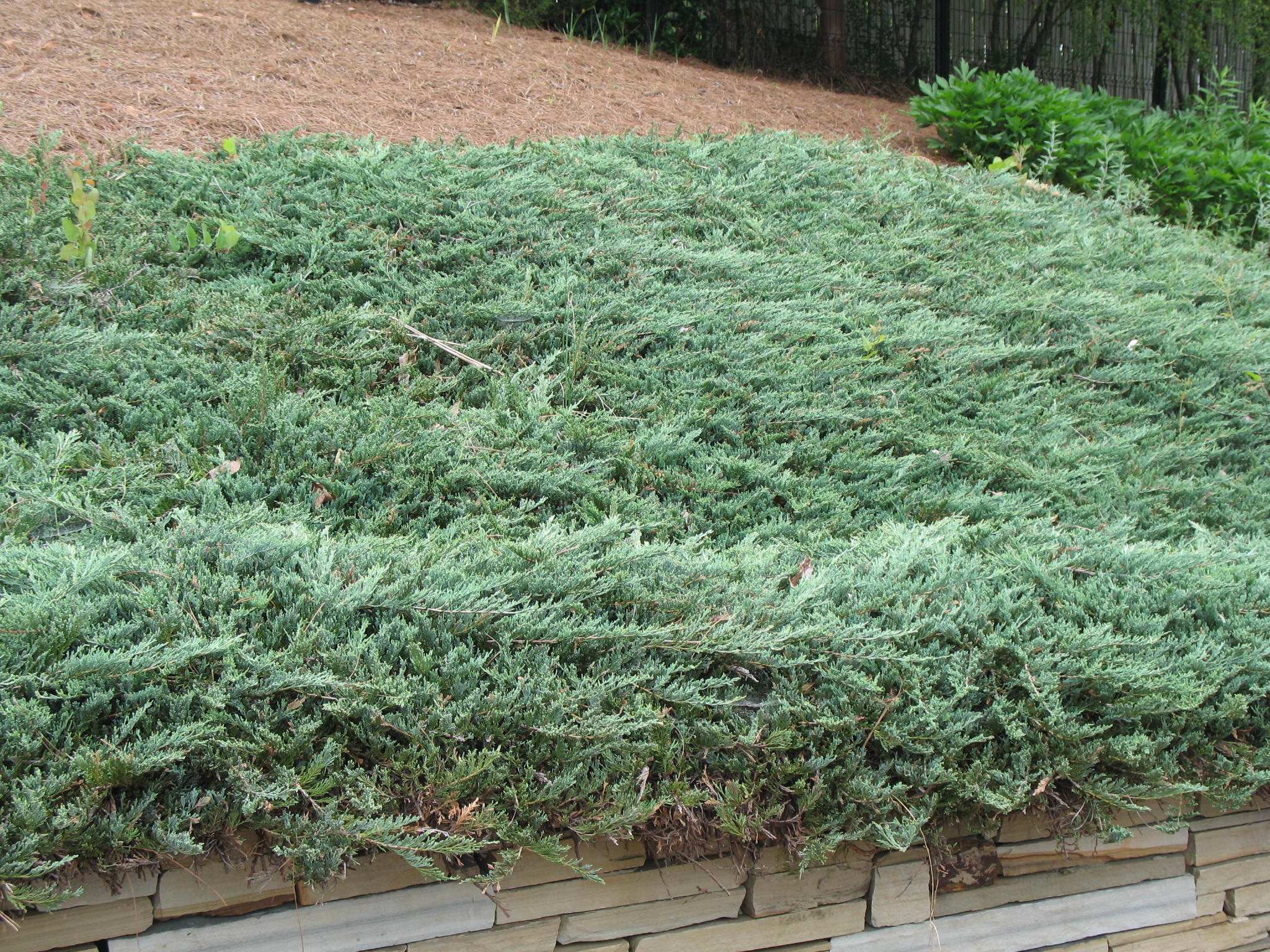 Juniperus horizontalis 'Procumbens' / Dwarf Creeping Juniper