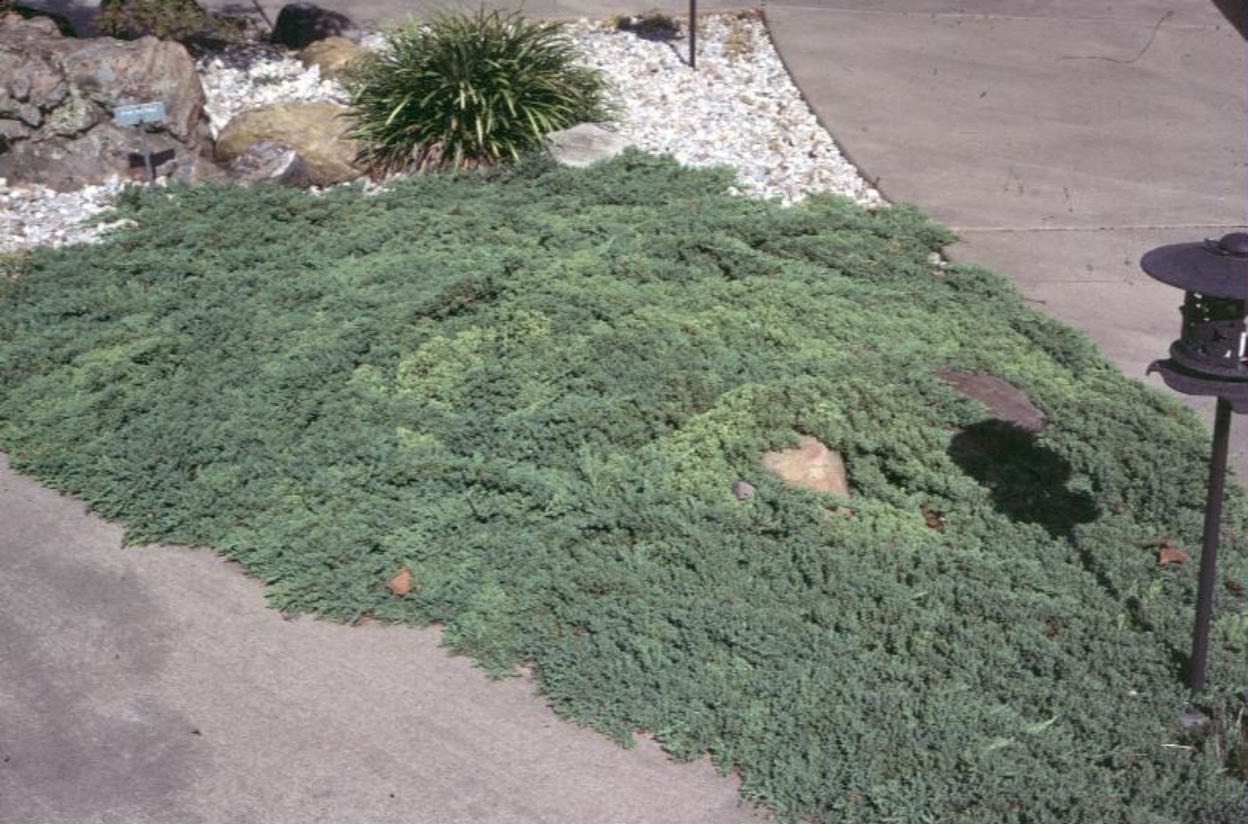 Juniperus horizontalis 'Waukegan'   / Waukegan Juniper