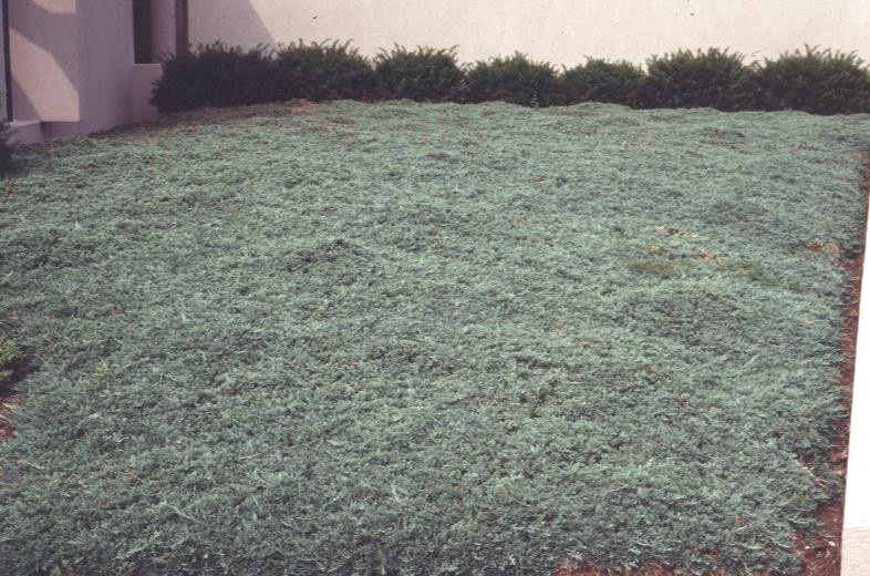 Juniperus horizontalis 'Wiltoni'   / Blue Rug Juniper