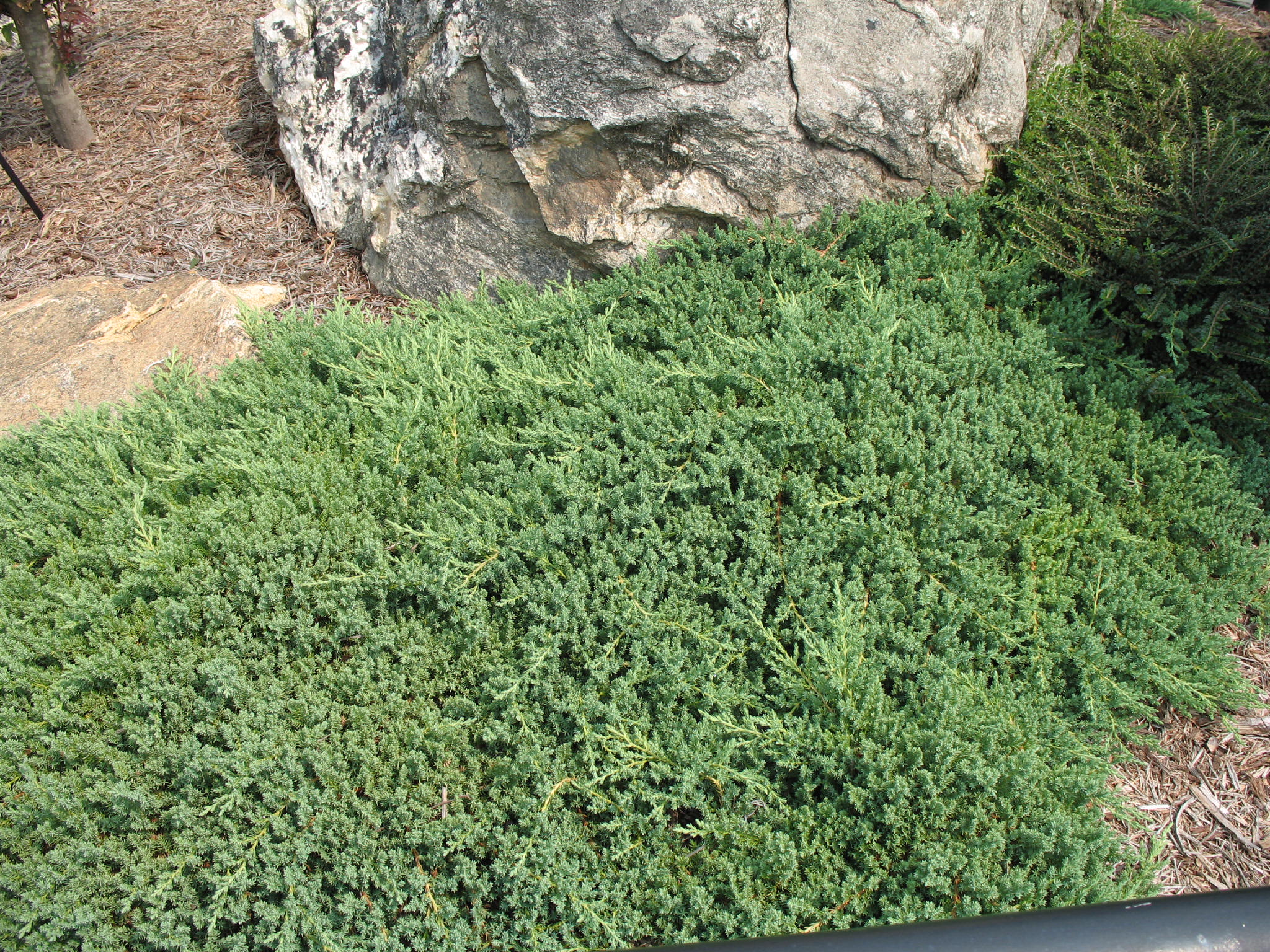 Juniperus procumbens 'Nana'   / Dwarf Japanese Garden Juniper