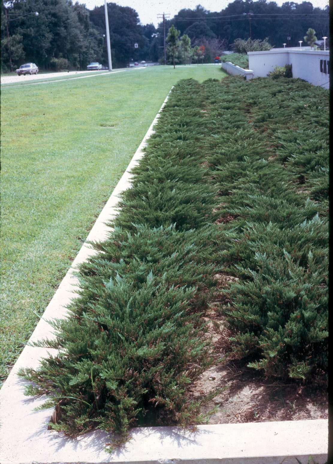 Juniperus sabina 'Tamariscifolia'   / Tamarix Juniper