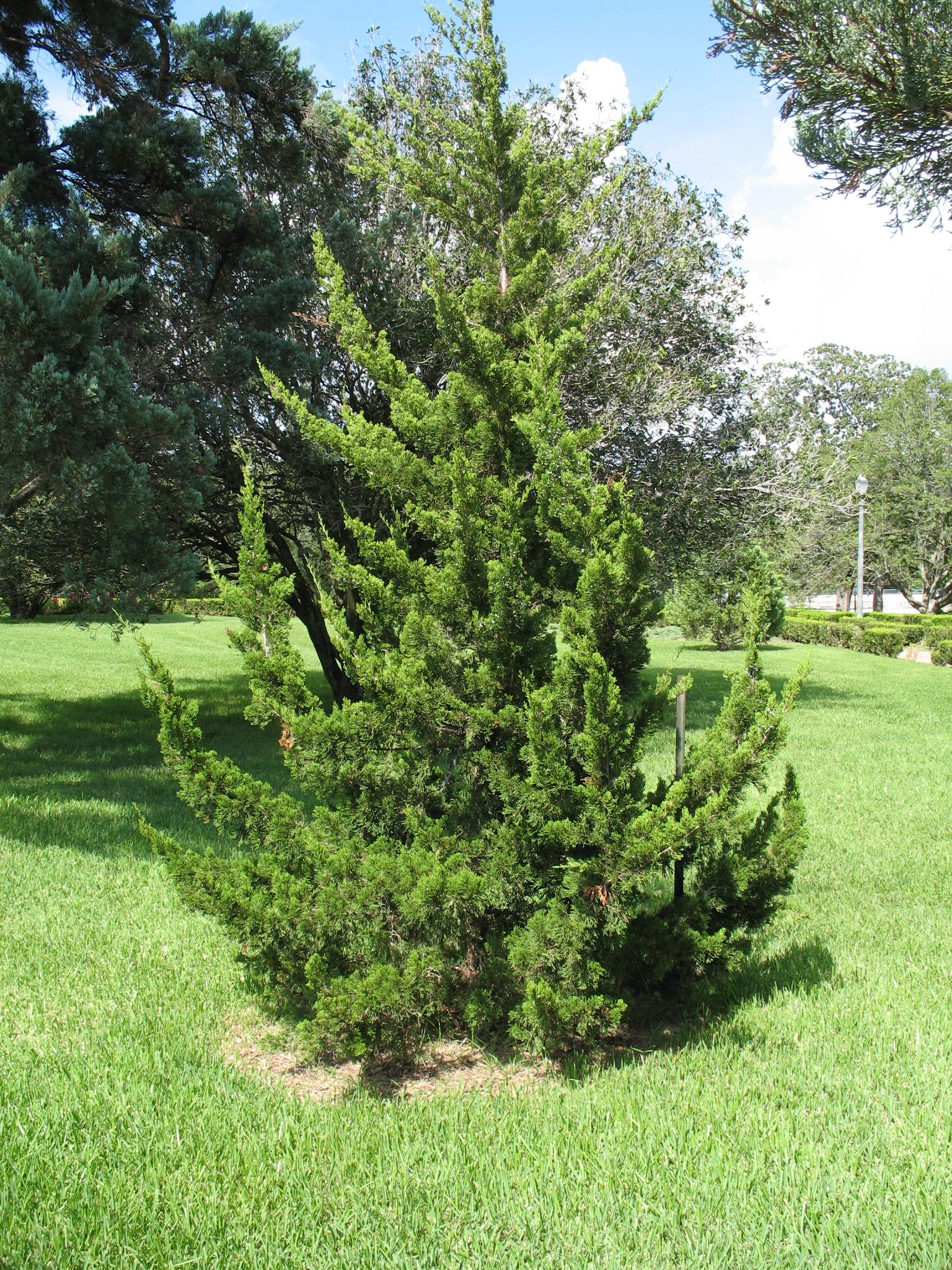 Juniperus virginiana 'Canaertii'   / Canaert Juniper