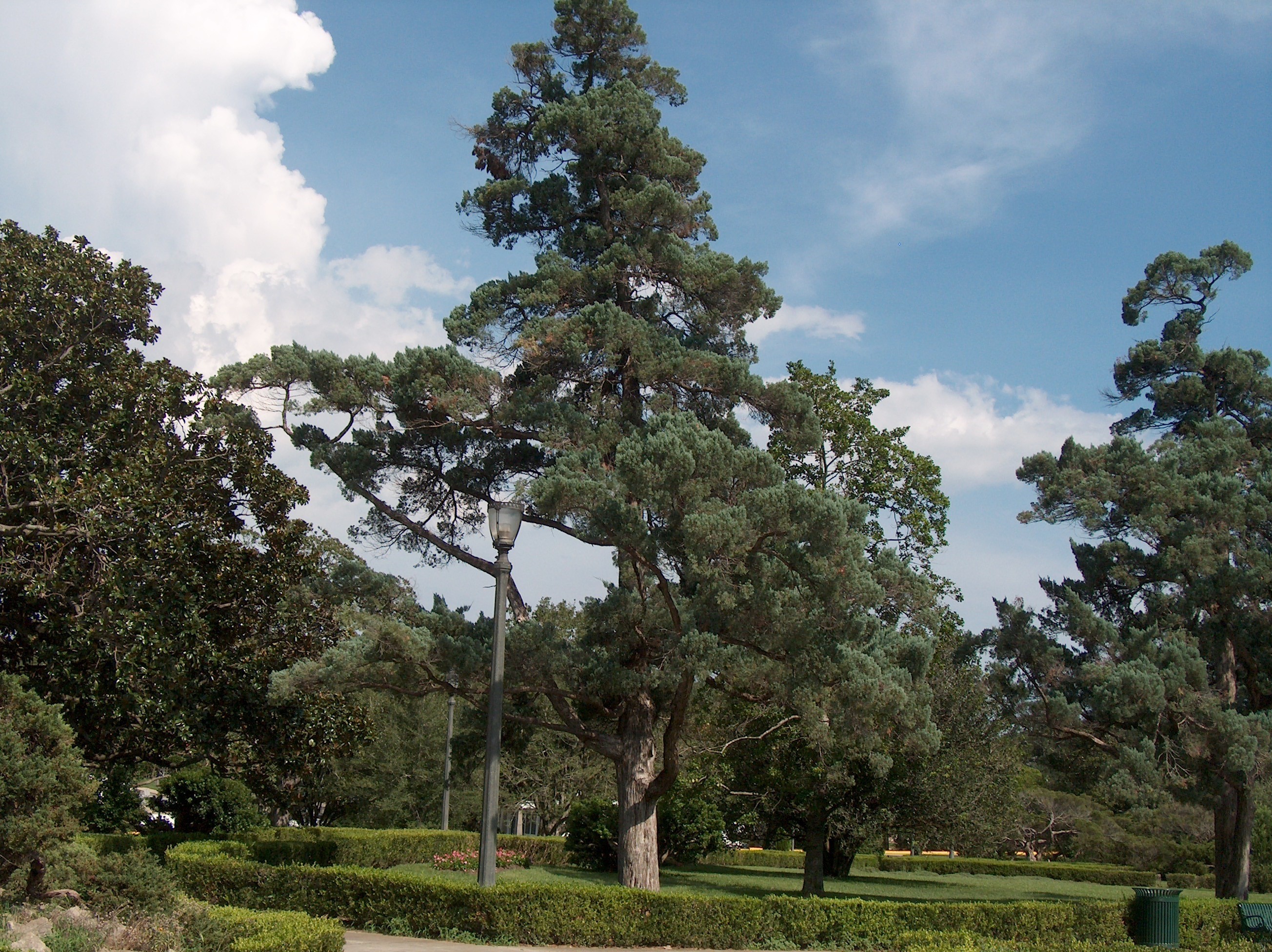 Juniperus virginiana 'Glauca'   / Silver Eastern Redcedar