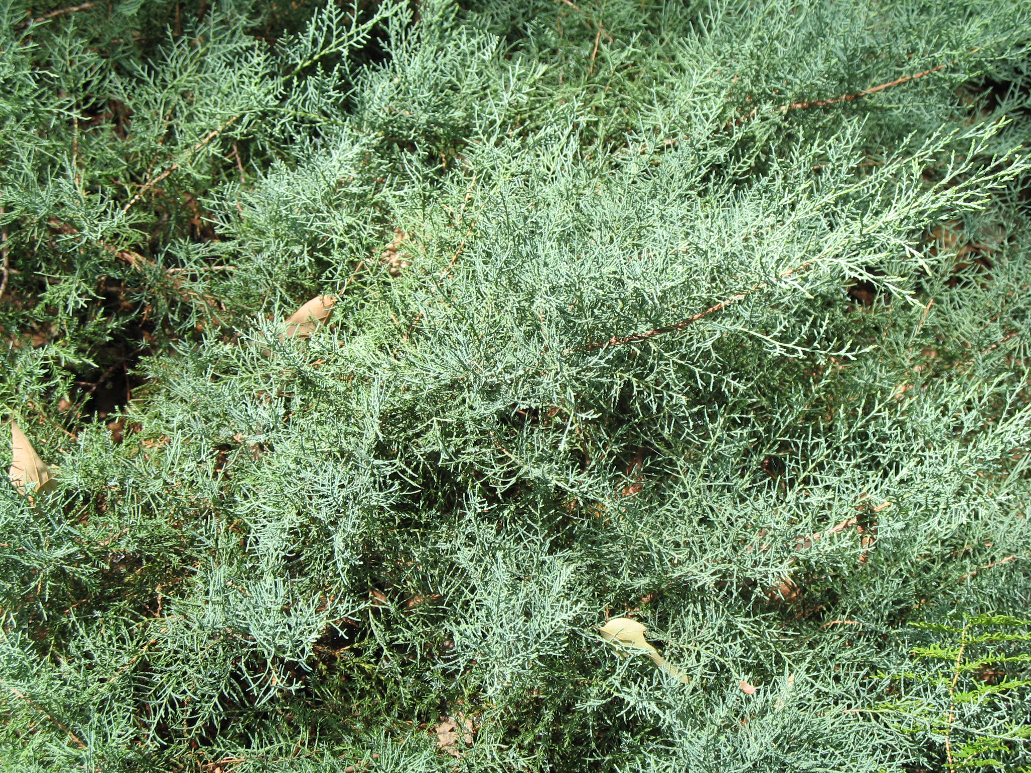 Juniperus virginiana 'Glory Owl'   / Juniperus virginiana 'Glory Owl'  