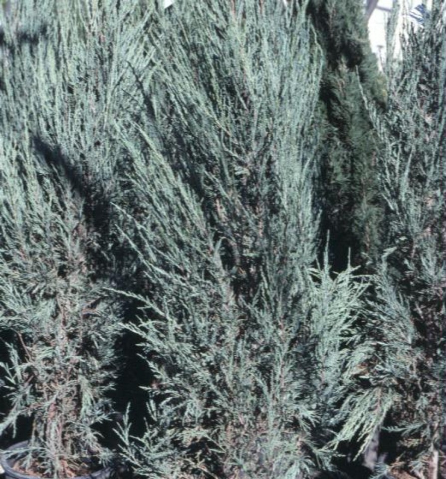 Juniperus virginiana 'Skyrocket'   / Skyrocket Eastern Redcedar