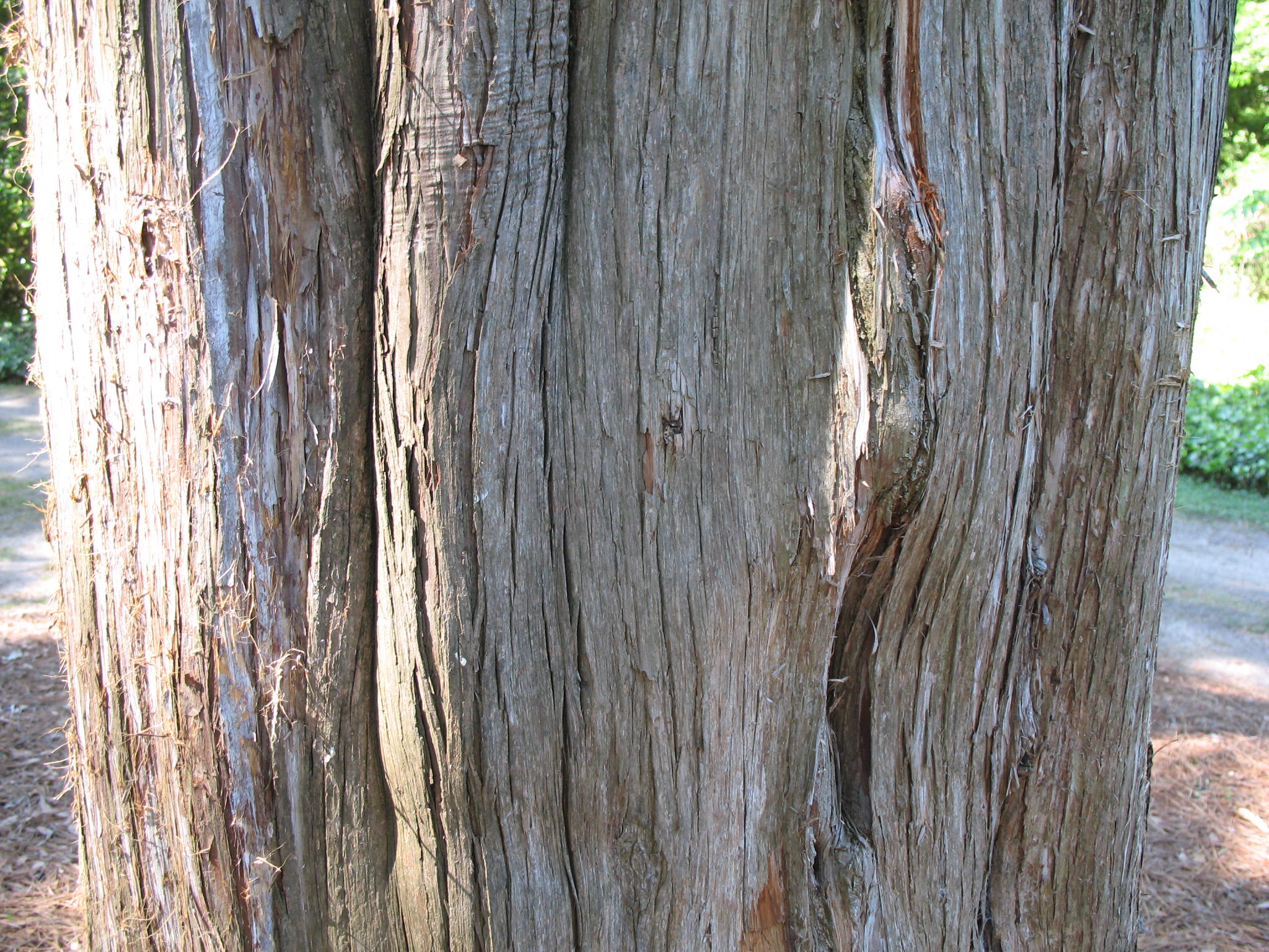 Juniperus virginiana / Eastern Red Cedar