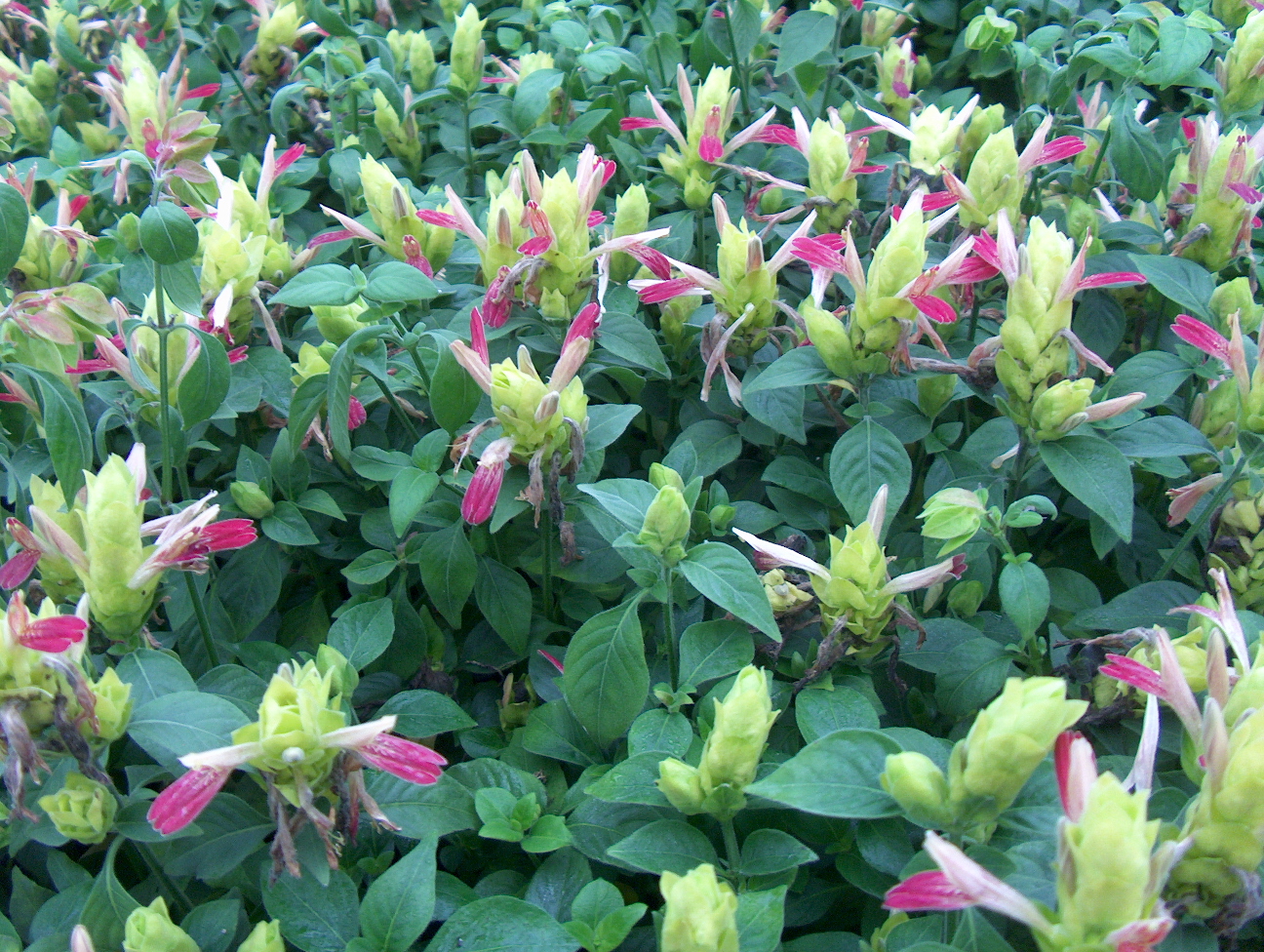 Justicia brandegeana 'Fruit Cocktail'   / Fruit Cocktail Shrimp Plant