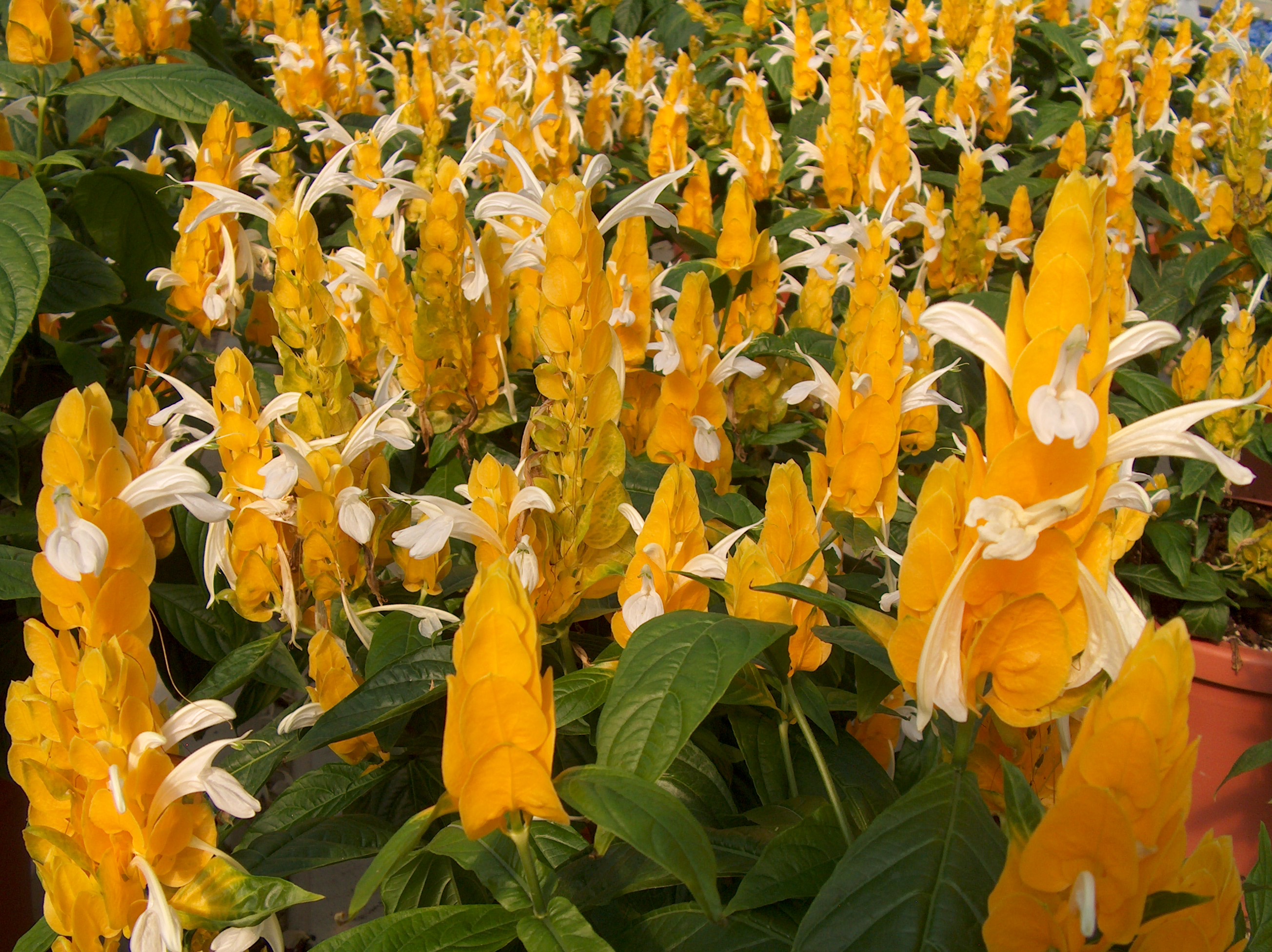 Justicia brandegeana 'Yellow Queen'   / Yellow Queen Shrimp Plant