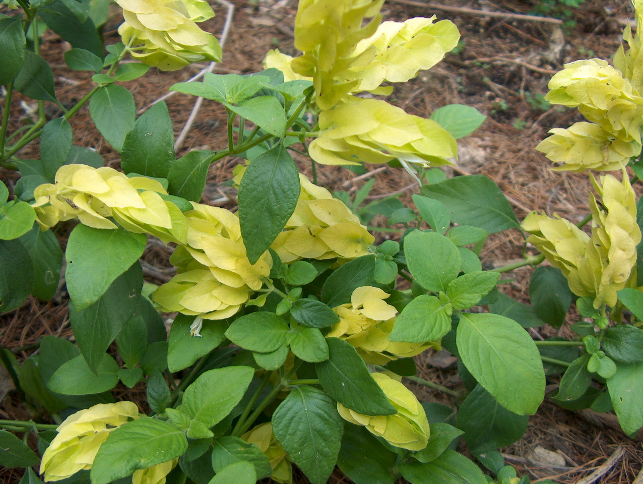 Justicia brandegeana / Shrimp Plant