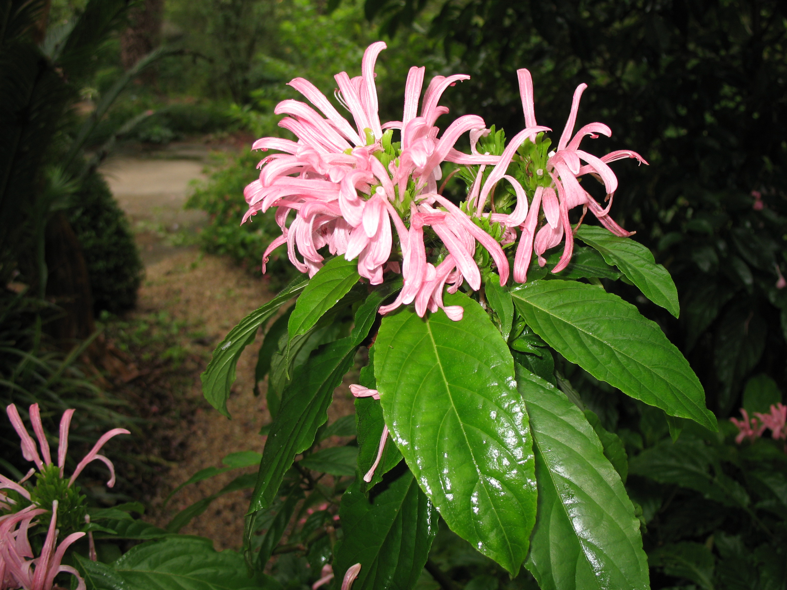 Justicia carnea / Brazilian Plume Flower