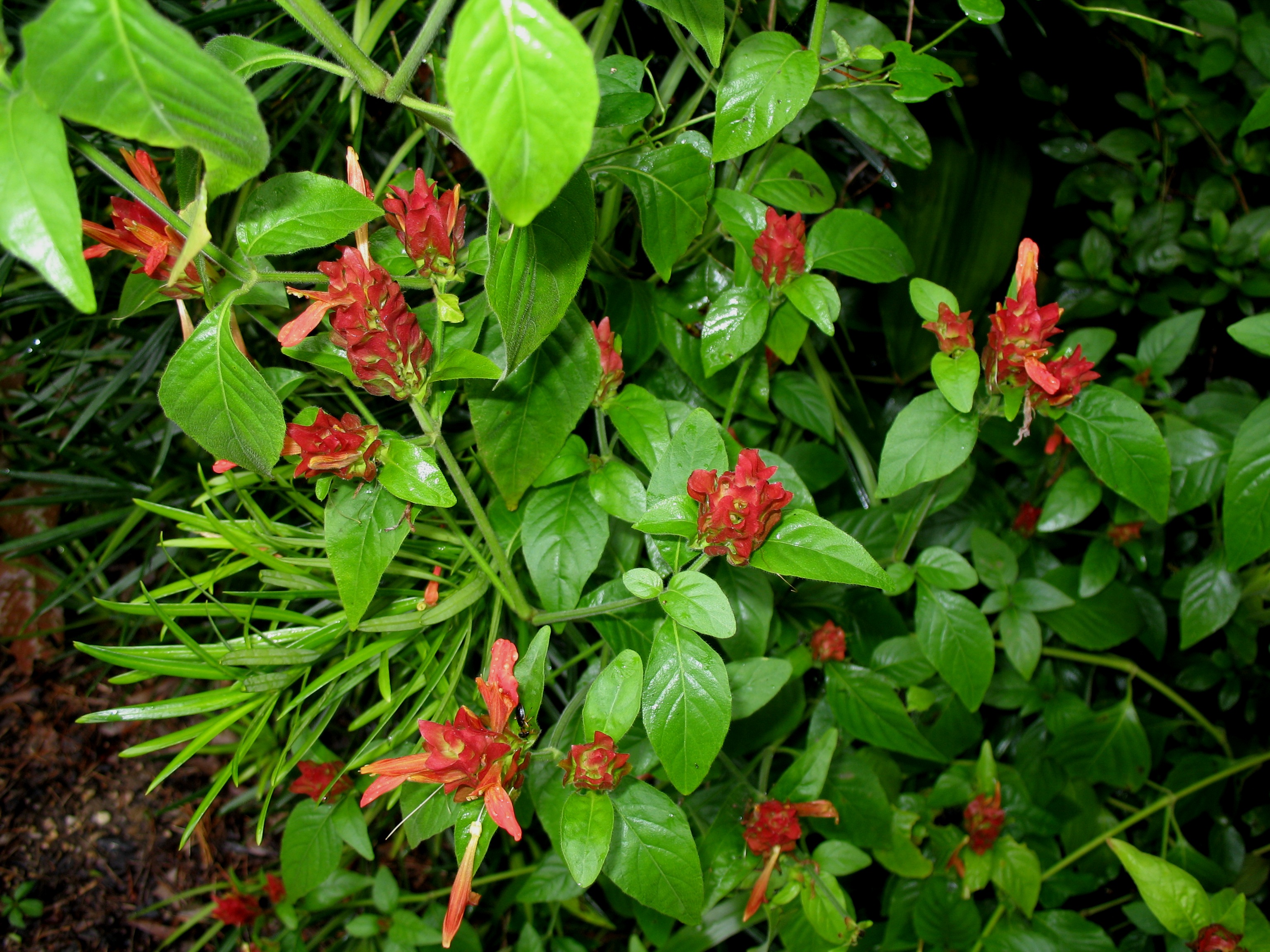 Justicia fulvicoma  / Mexican Plume