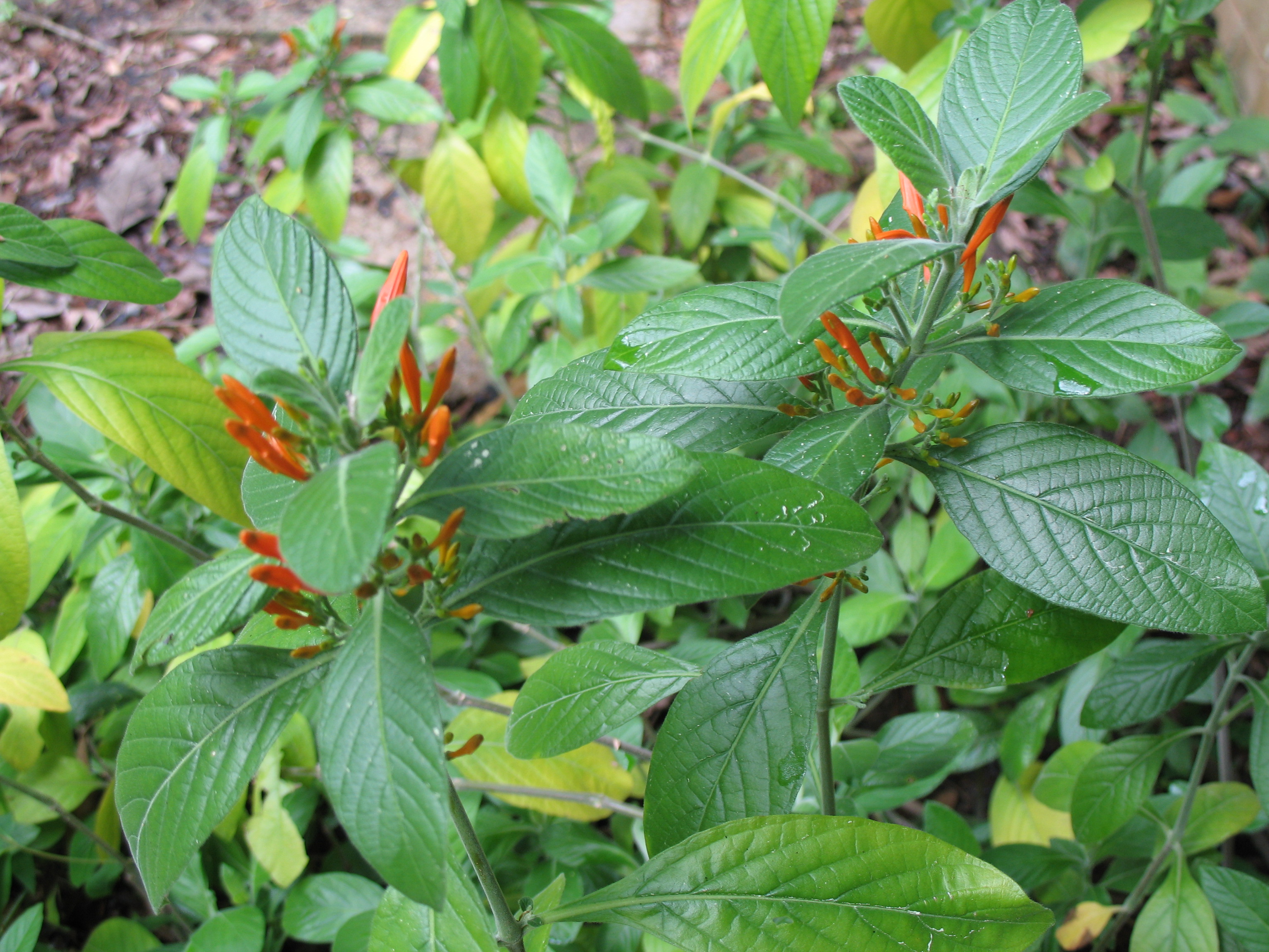 Justicia spicigera  / Orange Plume