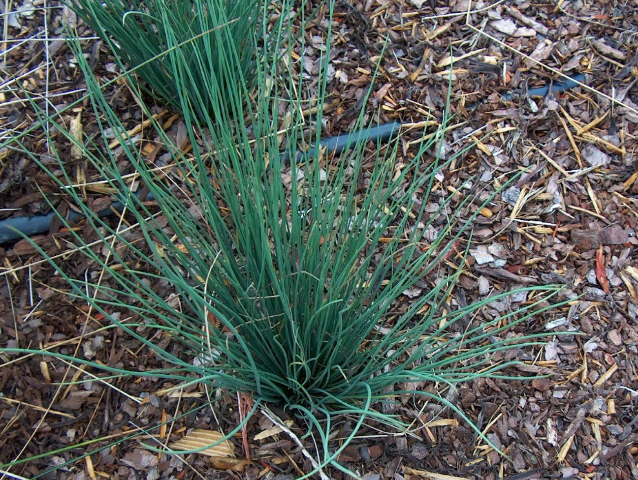 Juncus inflexus ‘Blue Arrow'   / Juncus inflexus ‘Blue Arrow'  