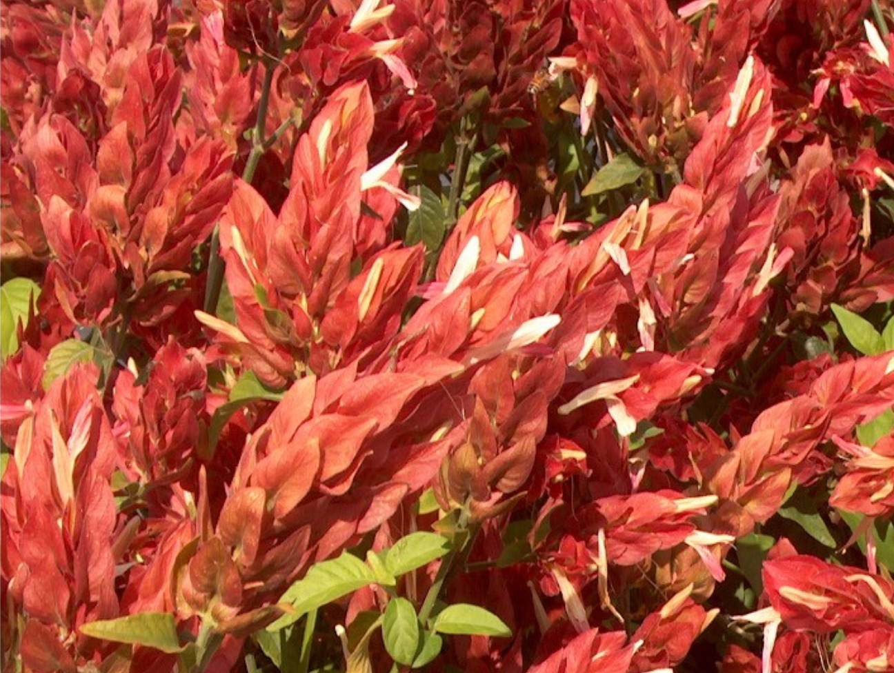 Justicia brandegeana 'Red Pinecone'  / Justicia brandegeana 'Red Pinecone' 