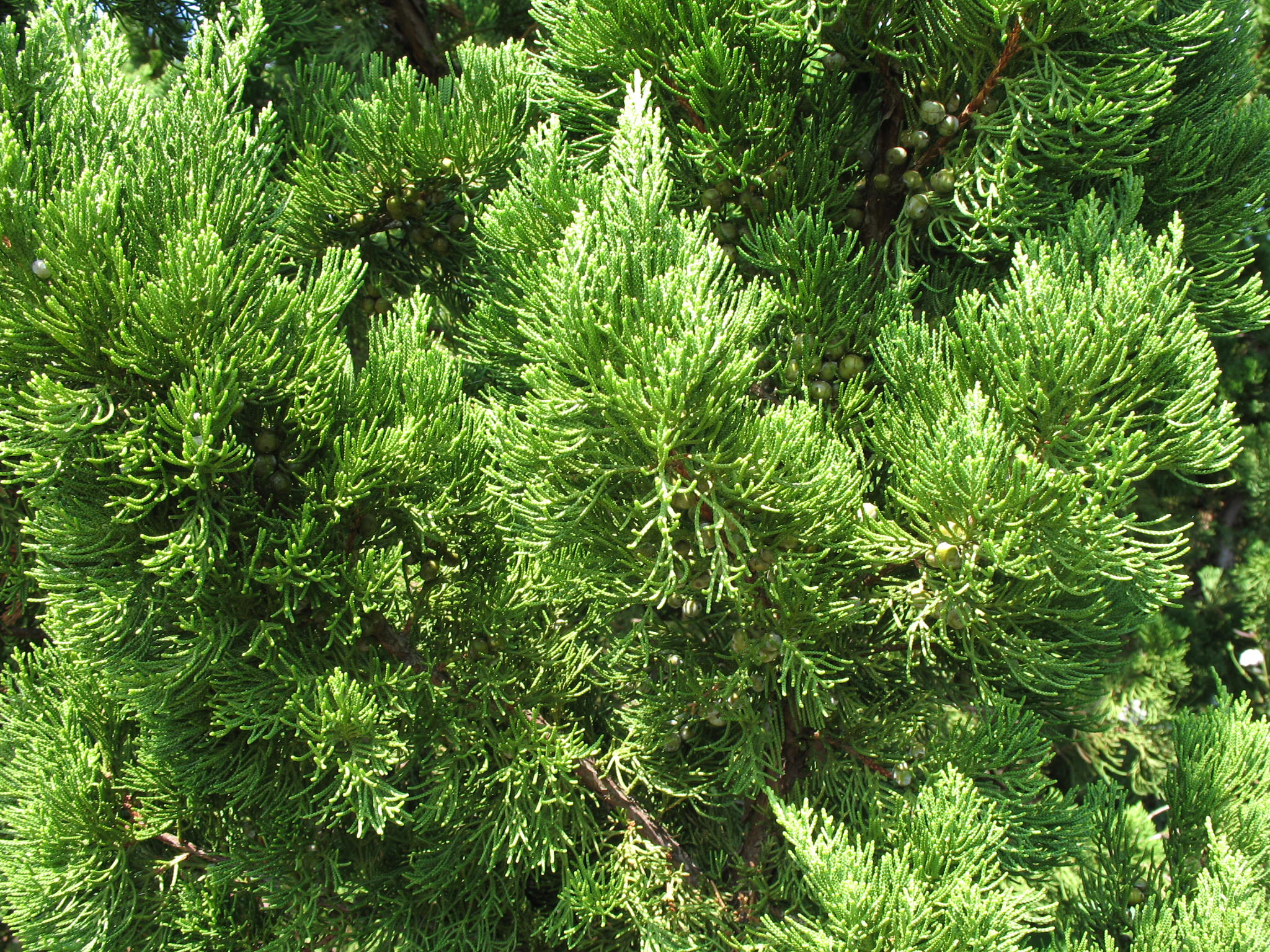 Juniperus chinensis 'Kaizuka'   / Kaizuka Chinese Juniper