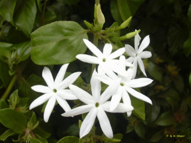 Jasminum multiflorum   / Jasminum multiflorum  