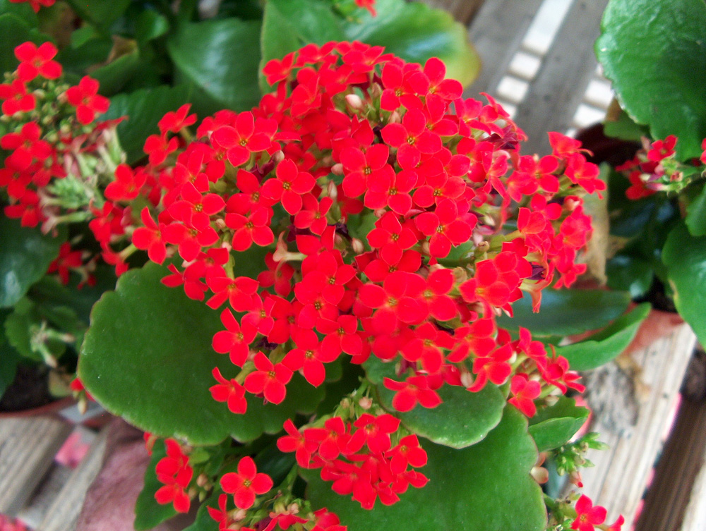 Kalanchoe blossfeldiana / Kalanchoe