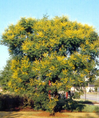 Koelreuteria paniculata   / Golden Rain Tree