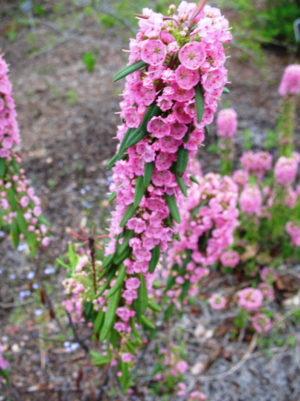 Kalmia carolina   / Kalmia carolina  