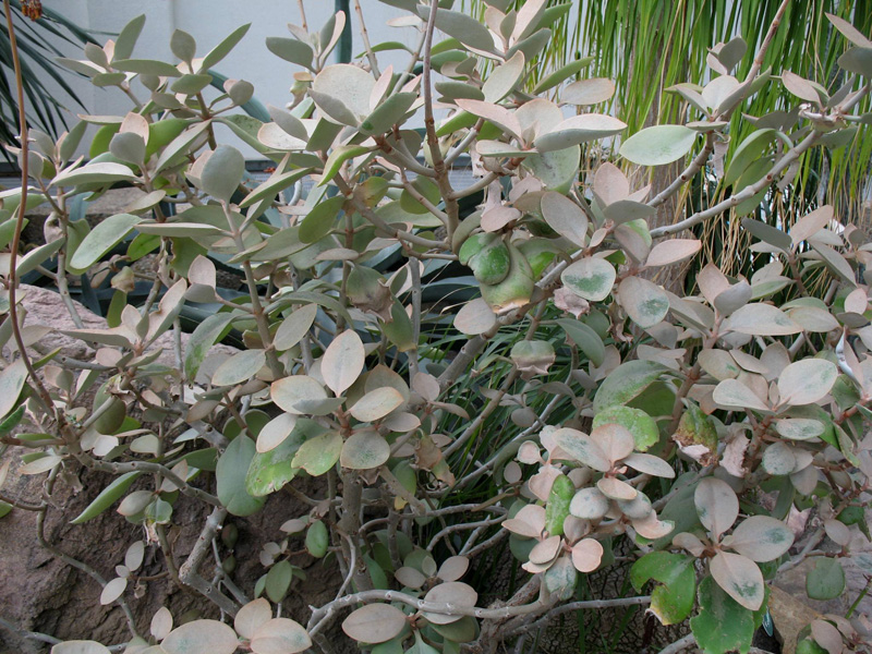 Kalanchoe orgyalis   / Copper Spoons, Kalanchoe orgyalis