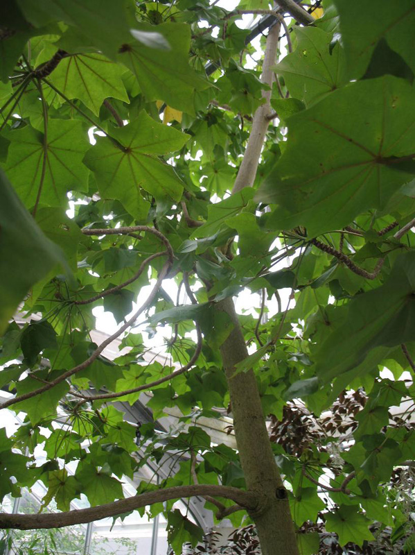 Kokia drynarioides  / Hawaii Treecotton