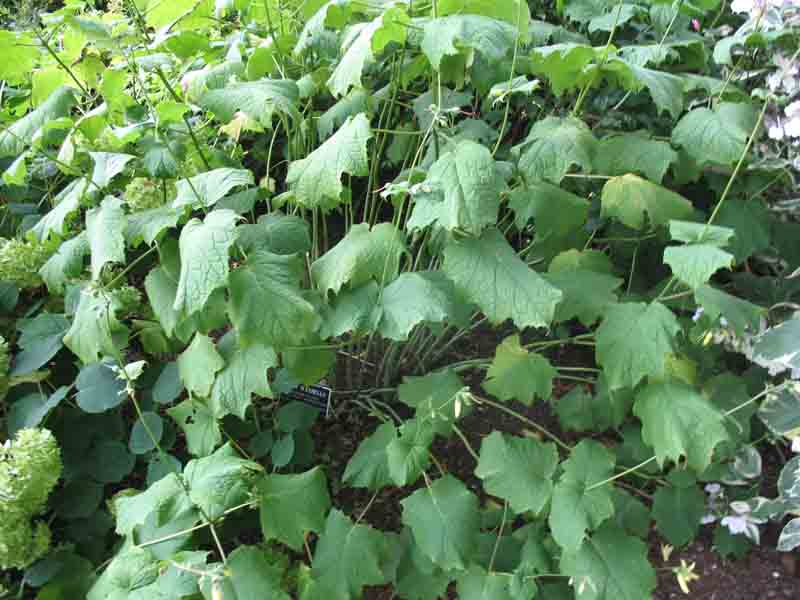 Kirengeshoma palmata   / Yellow Waxbells