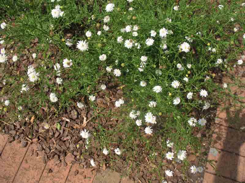 Kalimeris mongolica   / False Aster