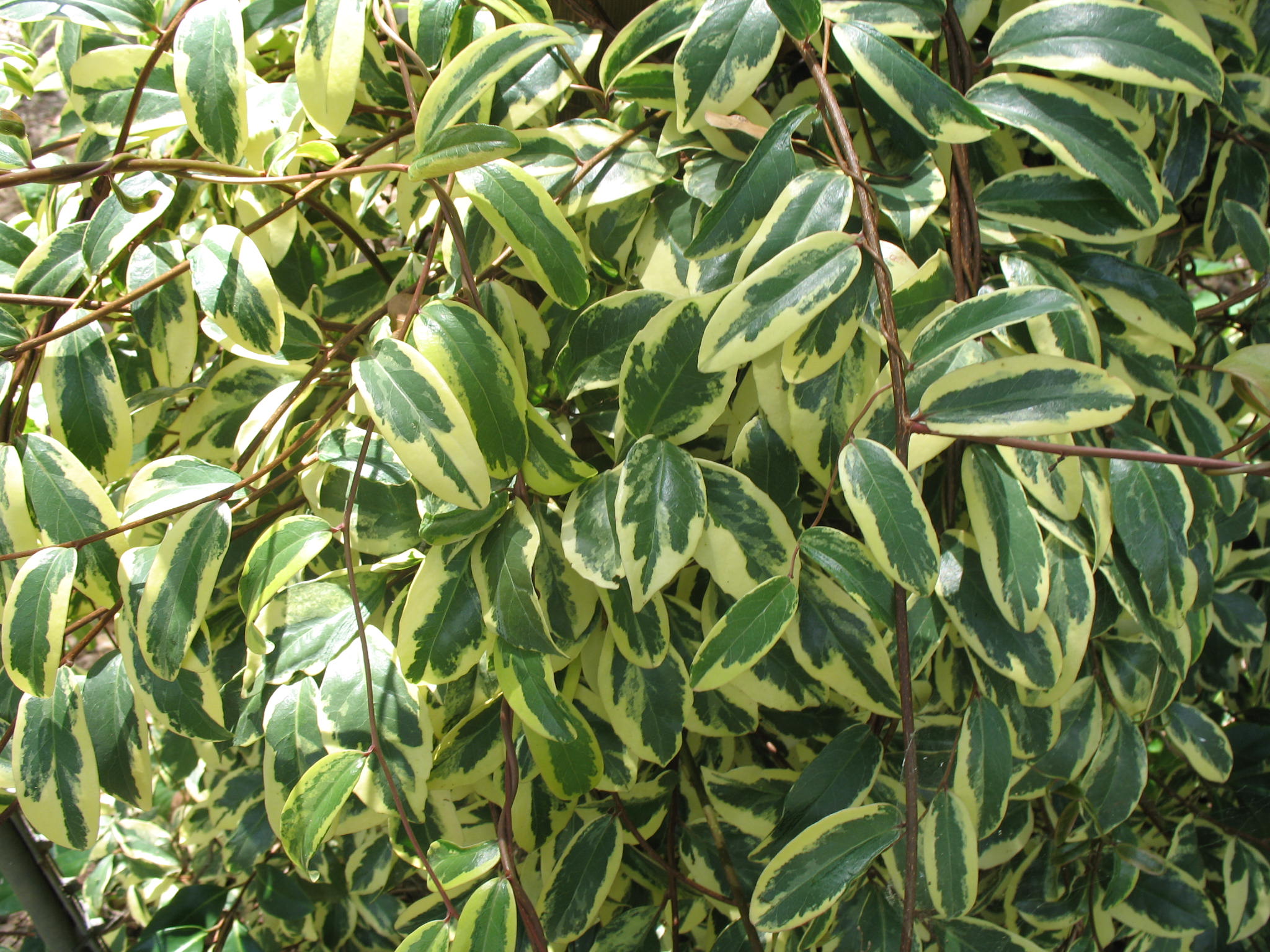 Kadsura japonica 'Chirimen'   / Variegated Kadsura Vine