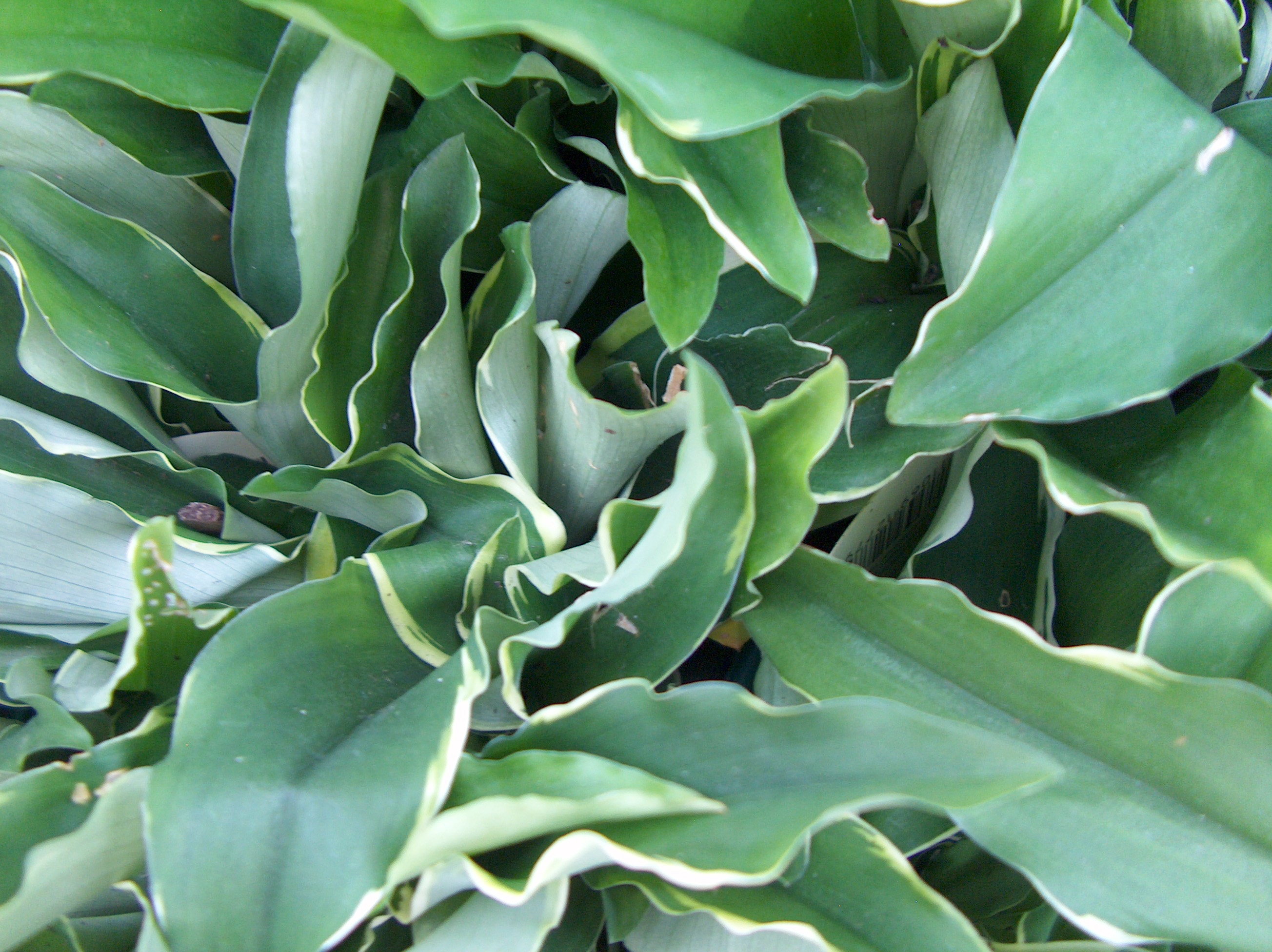 Kaempferia gilbertii  / Variegated Peacock Ginger