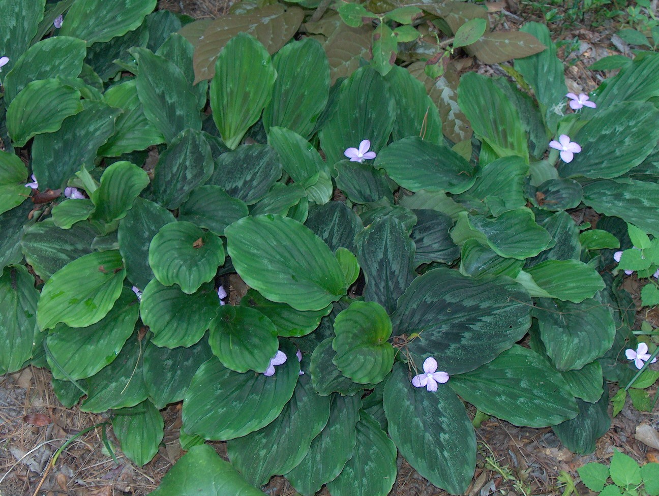 Kaempferia roscoeana / Peacock Ginger