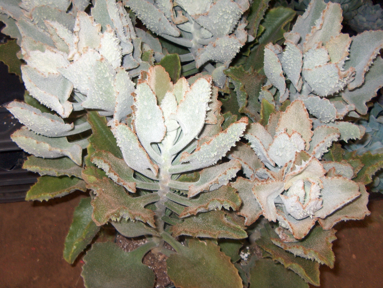 Kalanchoe beharensis 'Fang' / Velvet Leaf, Felt Bush