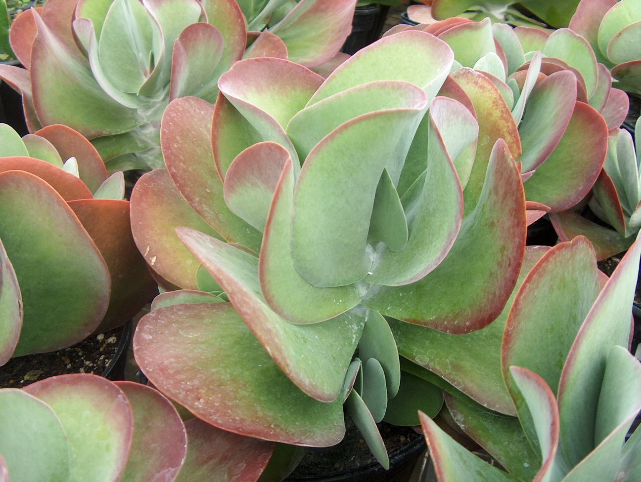 Kalanchoe thyrsifolia 'Flapjack' / Flapjack Plant