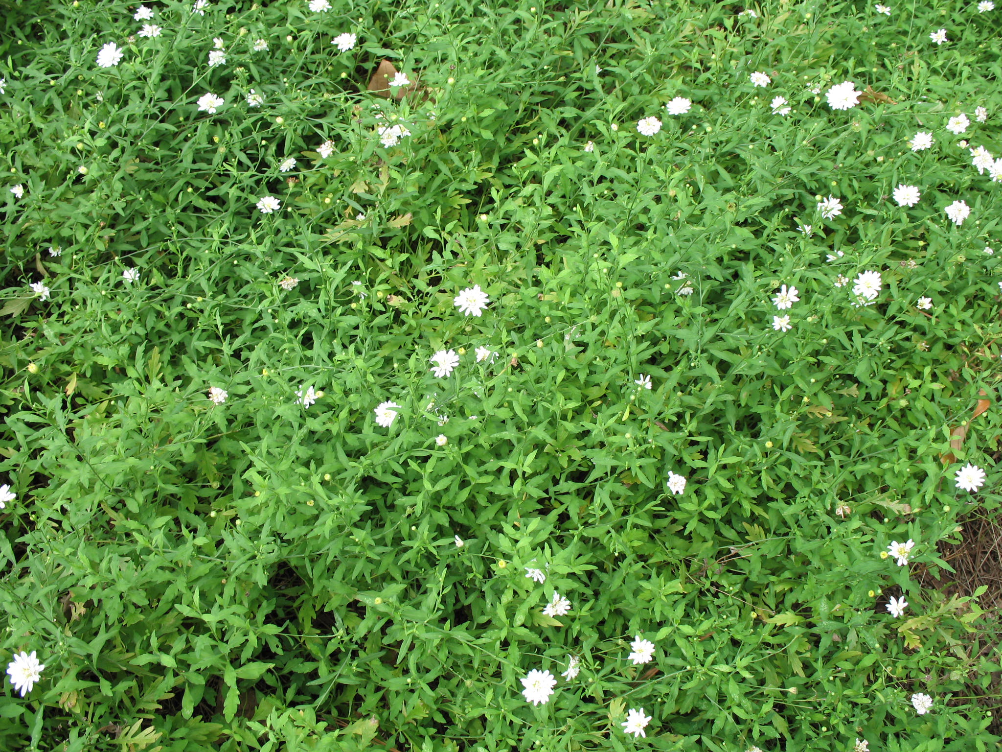 Kalimeris pinnatlifida   / Kalimeris pinnatlifida  