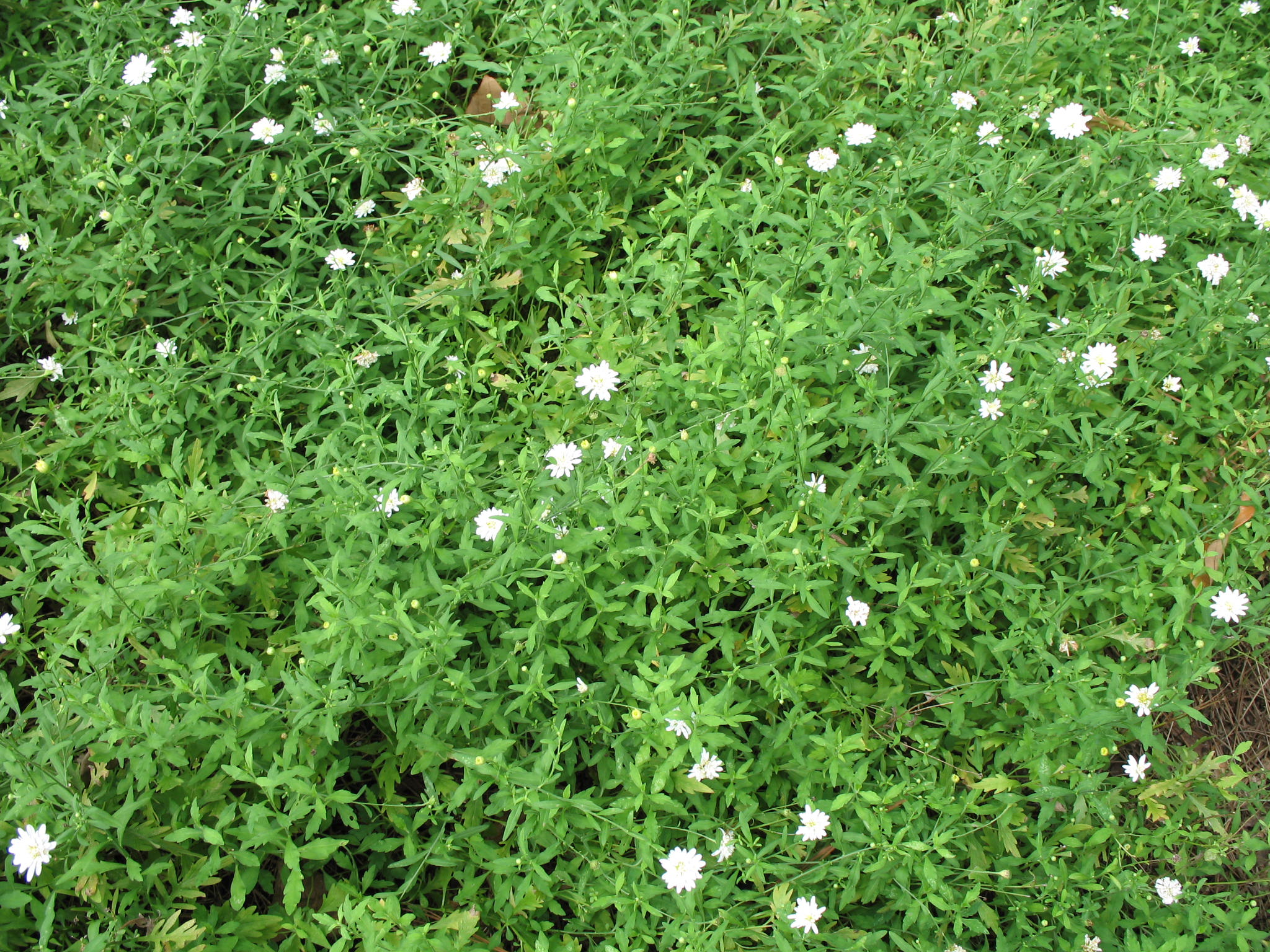 Kalimeris pinnatlifida   / Japanese Aster