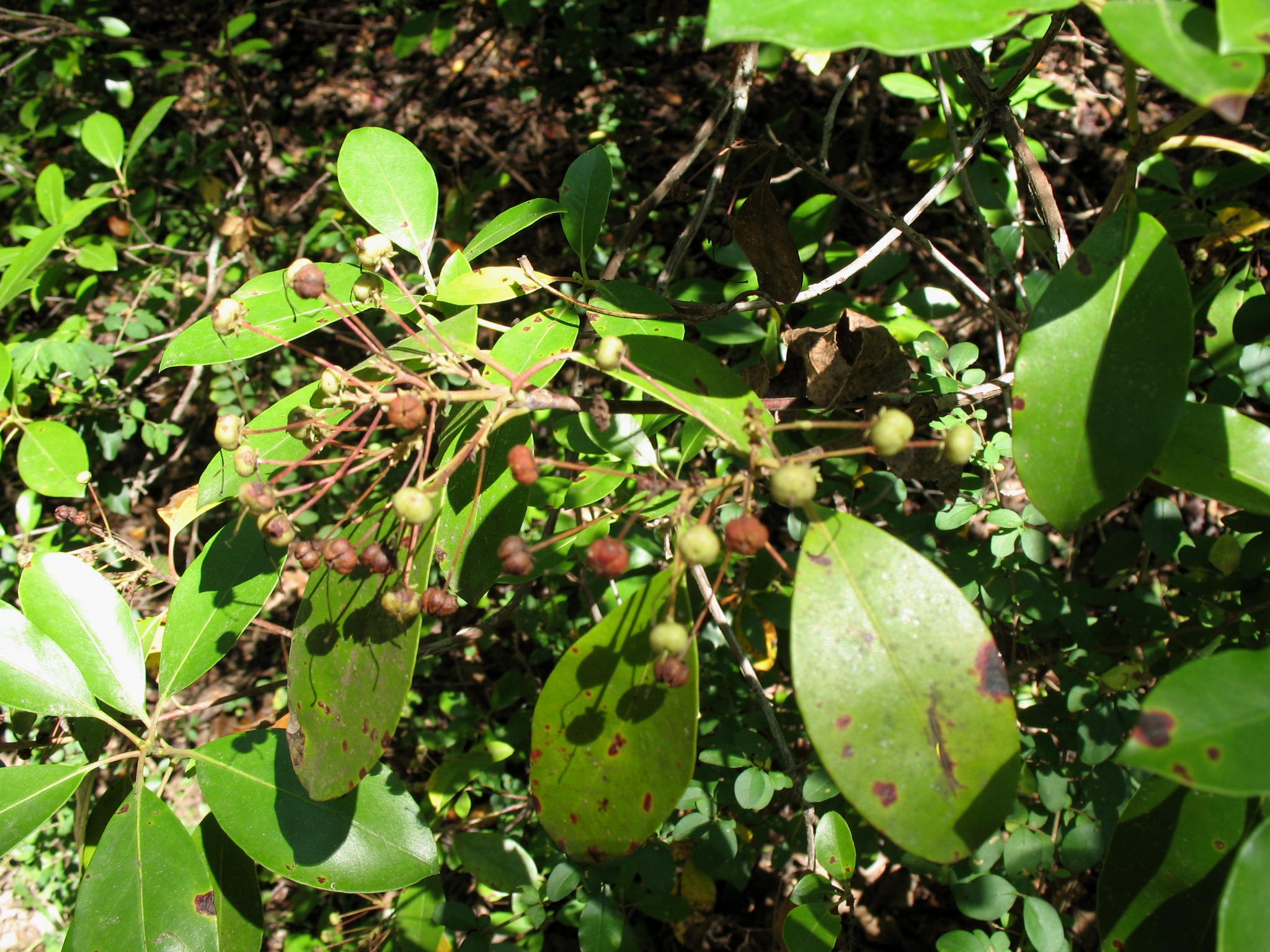 Kalmia latifolia / Mountain Laurel