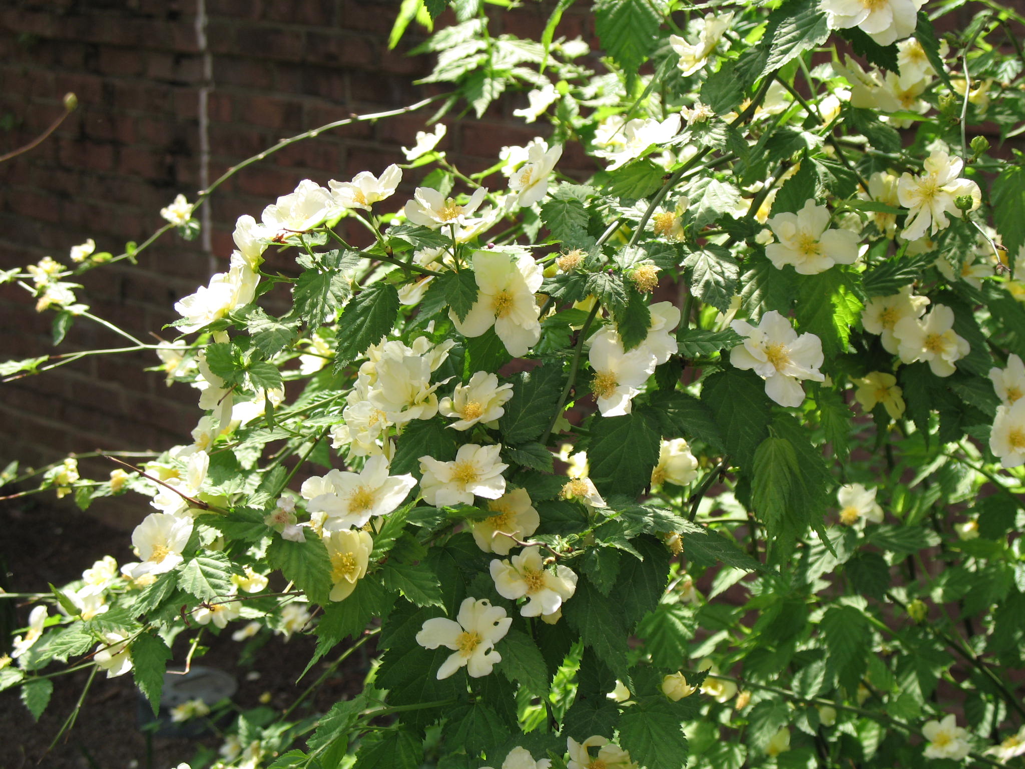 Kerria japonica 'Albescens'    / White Japanese Kerria