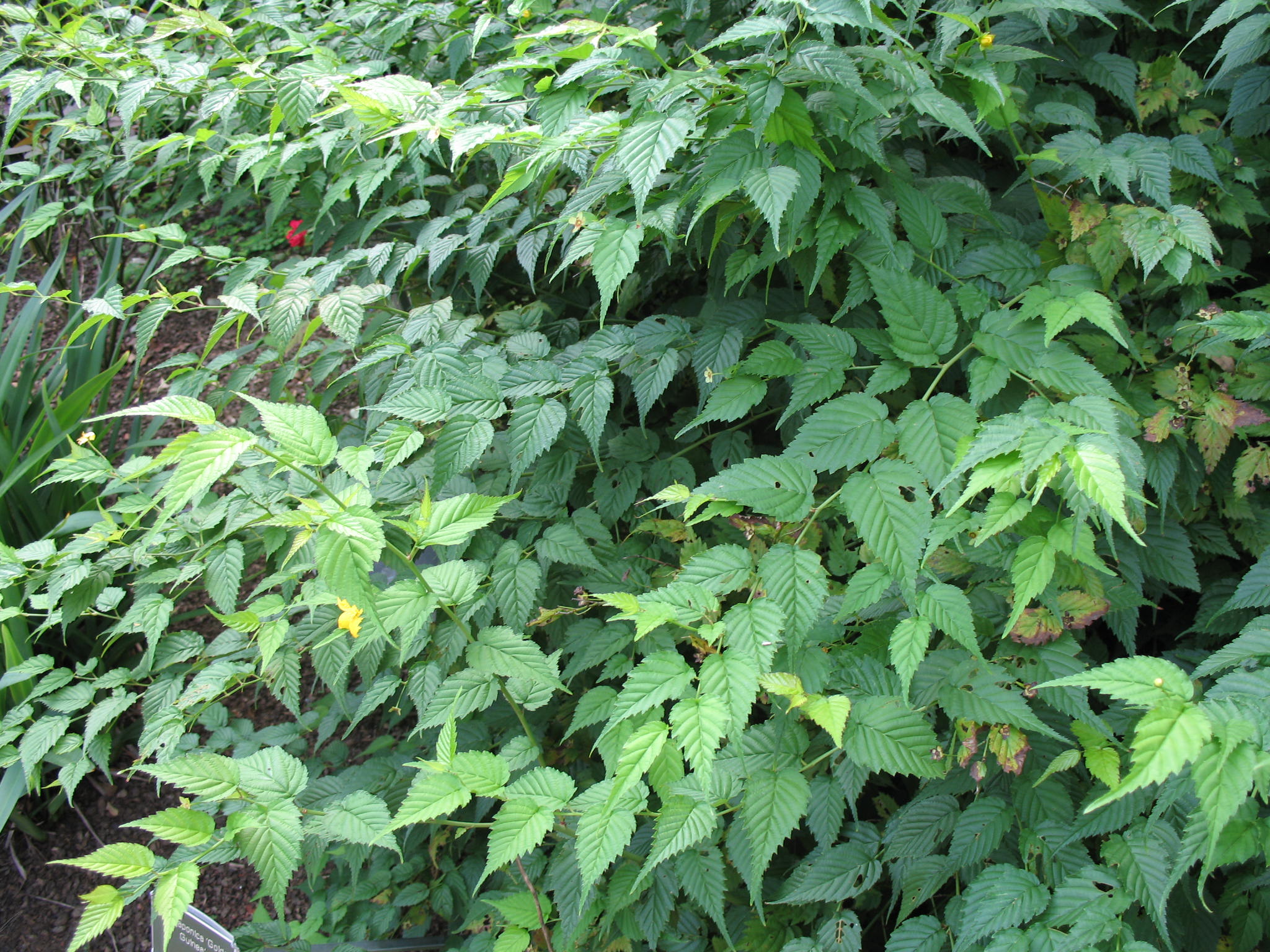 Kerria japonica 'Golden Guinea'   / Kerria japonica 'Golden Guinea'  