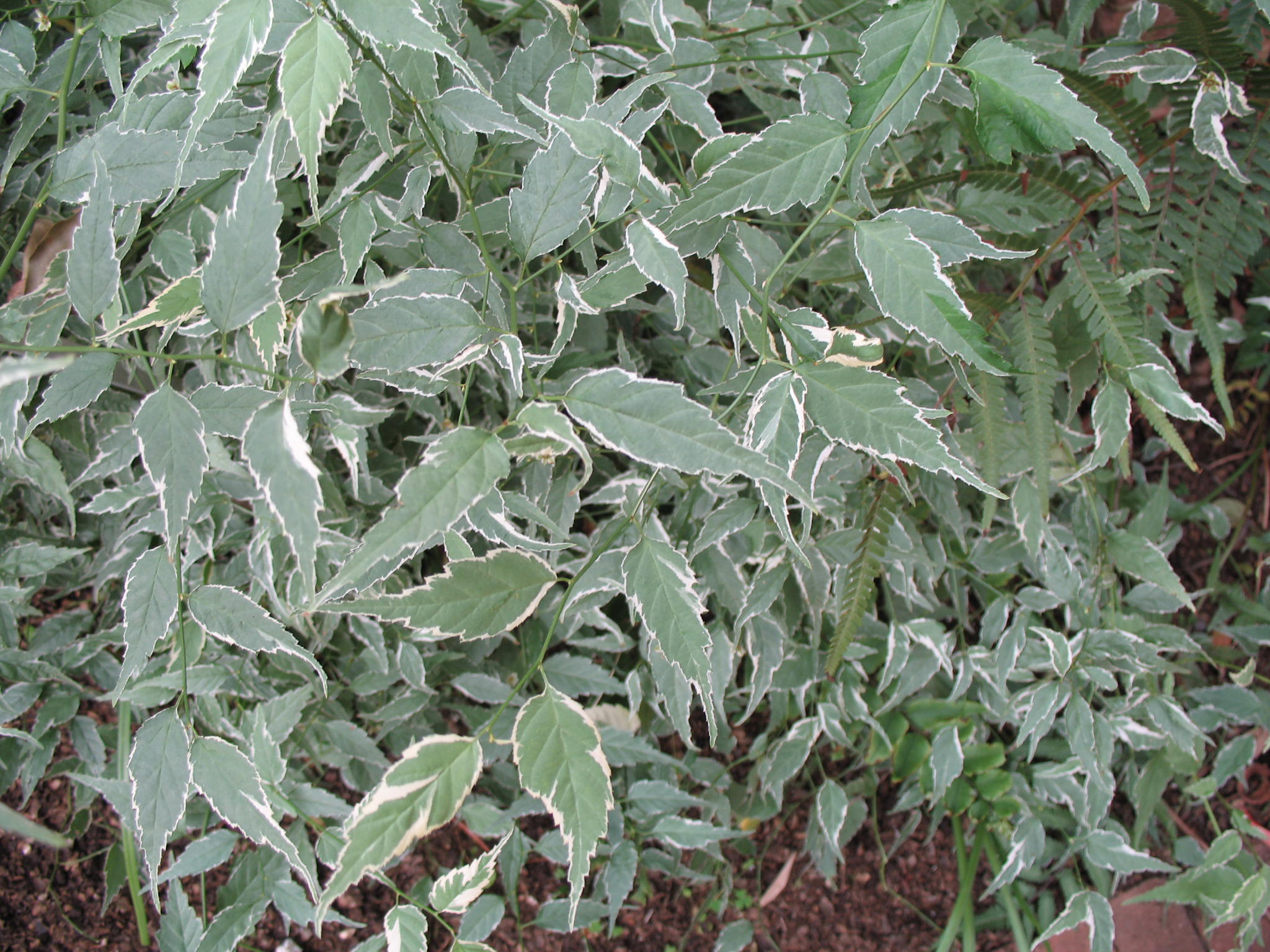 Kerria japonica 'Picta'   / Variegated Japanese Kerria