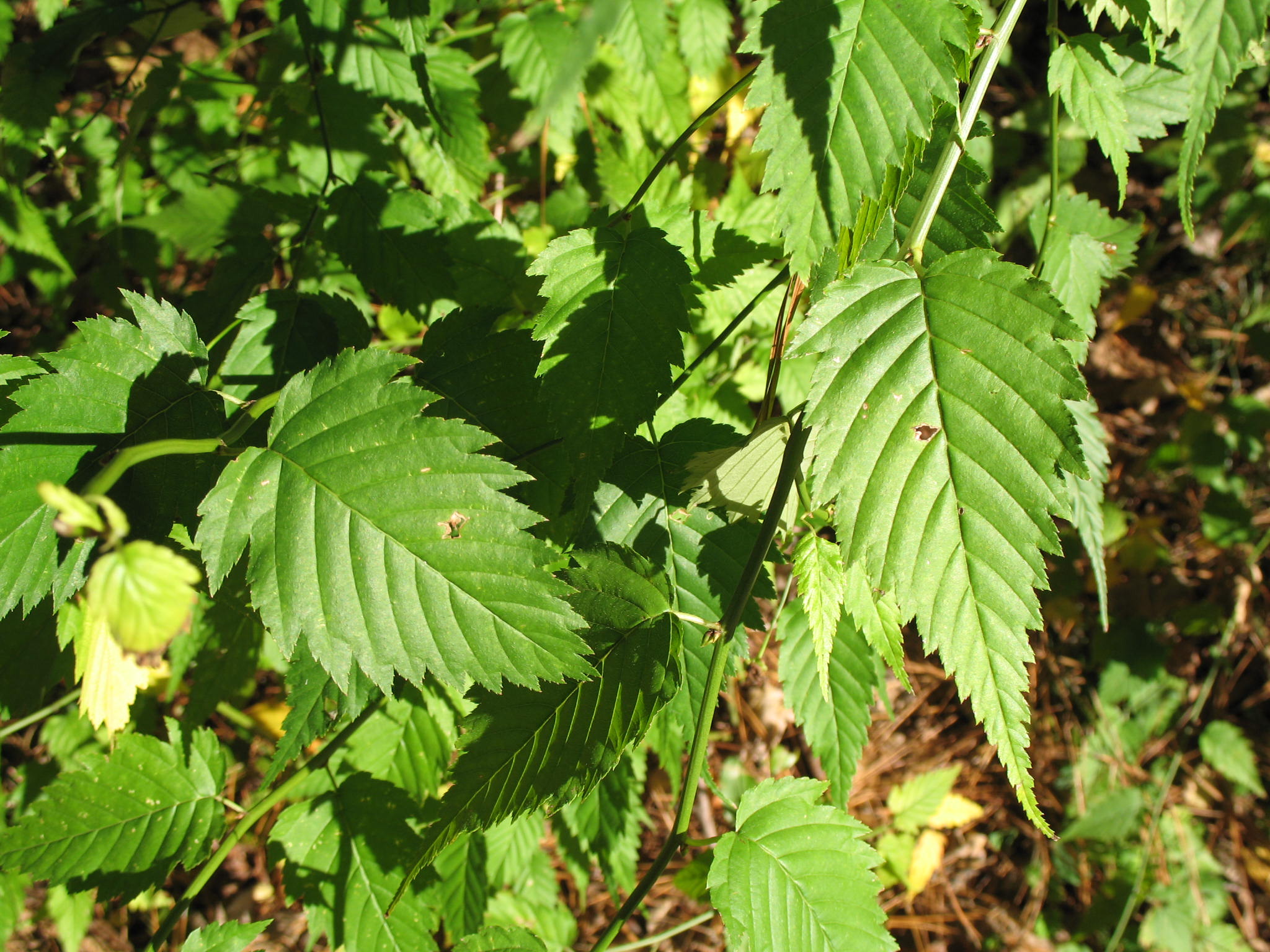 Kerria japonica  / Kerria japonica 