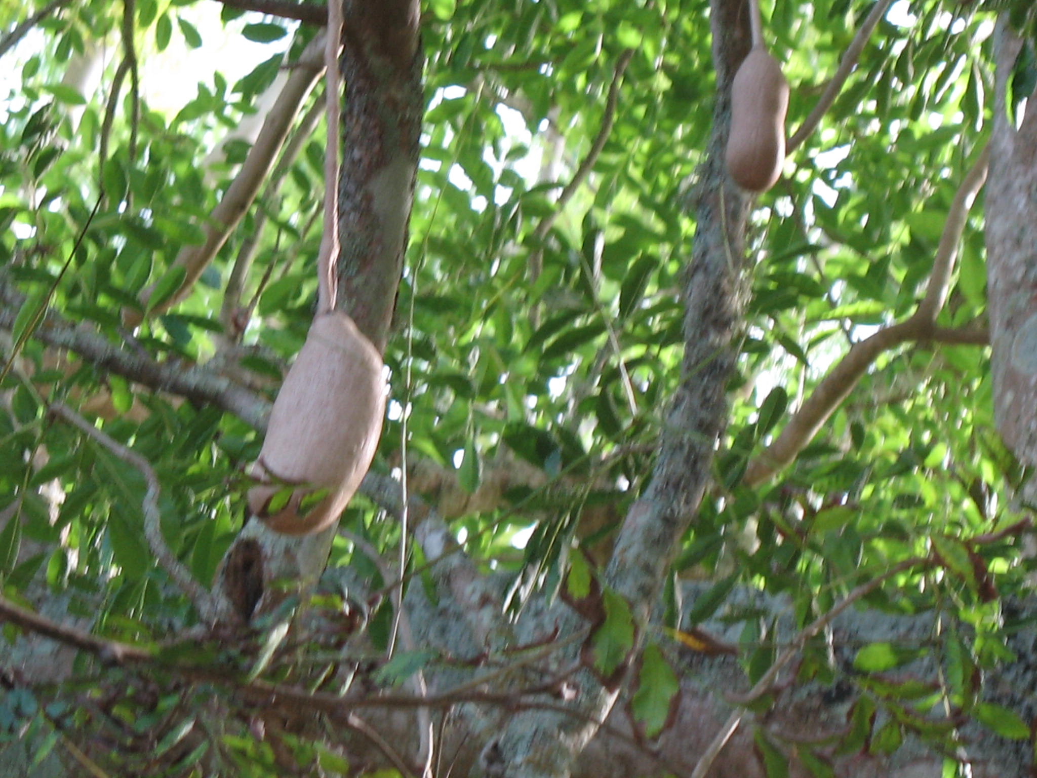 Kigelia pinnata   / Sausage Tree